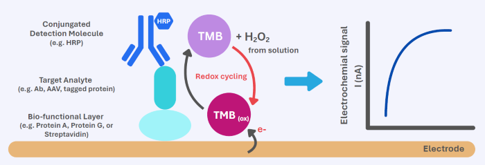 Redox Electrochemical Detection (RED) principle. RED measures enzyme-driven electron transfer at the sensor surface. HRP-labeled detection reagents catalyze the redox cycling of TMB, and the resulting electron transfer produces a current proportional to the amount of target bound. This enables quantitative detection without optics or active fluidics