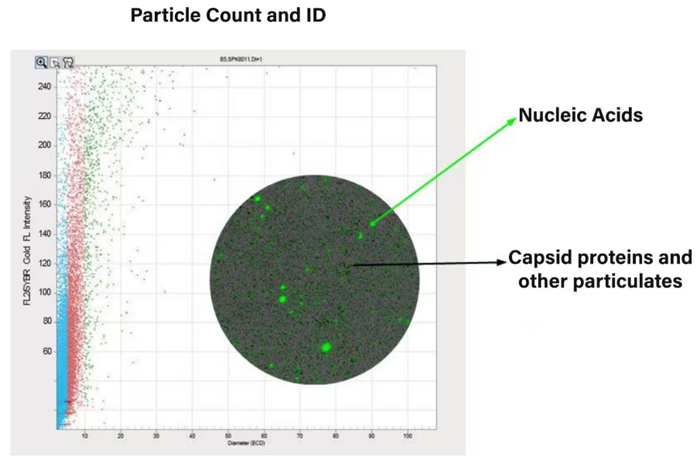 Capsid protein recognition from AAV data.