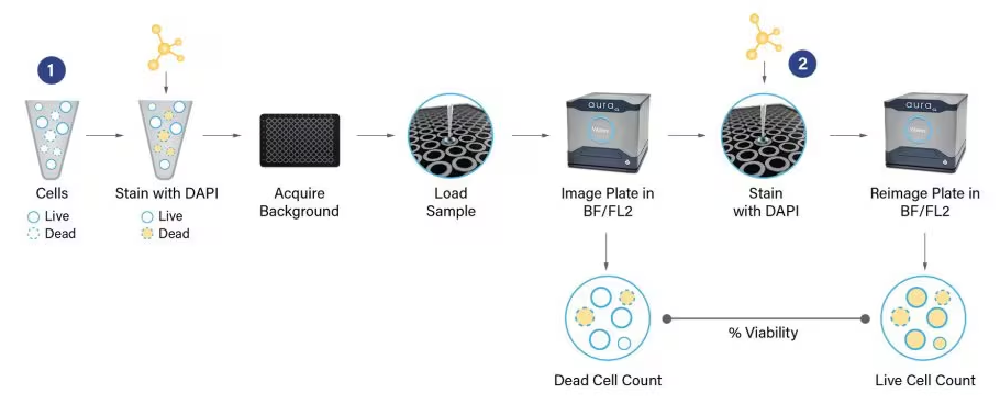With Aura CL System, you can achieve high-throughput and definitive identification of viable cells and take the guesswork out of cell viability assessments.