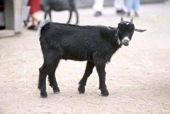 The number of E. coli cases in Florida has now risen to 24 with the confirmation this week that two more people have E. coli bacteria poisoning.