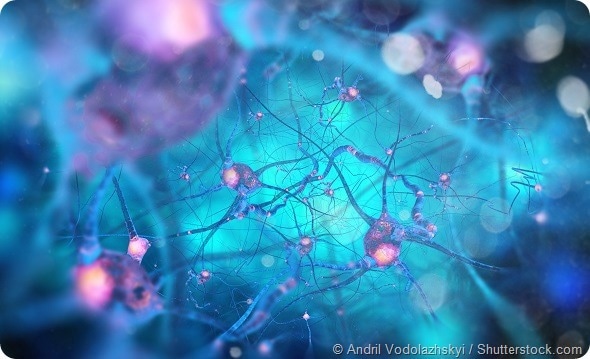 Neurons