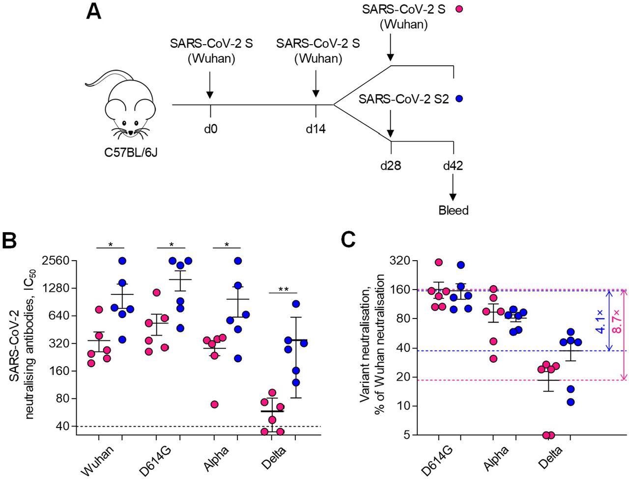SARS-CoV-2 S2 immunisation boosts prior SARS-CoV-2 S-induced cross-reactivity. A, Diagram of SARS-CoV-2 full-length S and S2 immunisation regimens and serum sample collection. B, Levels (IC50) of antibodies able to neutralise the indicated authentic SARS-CoV-2 strains and VOCs in the sera of mice that were immunised twice with SARS-CoV-2 full-length S and then received a third immunisation with either SARS-CoV-2 full-length S or S2 (n=6 per group). C, Neutralisation activity against heterologous SARS-CoV-2 strains and VOCs, expressed as a percentage of neutralisation of the homologous Wuhan strain, in the sera of the same mice. Horizontal dashed lines mark the average neutralising activity for the maximally and minimally neutralised group and numbers represent the ratio between the two.