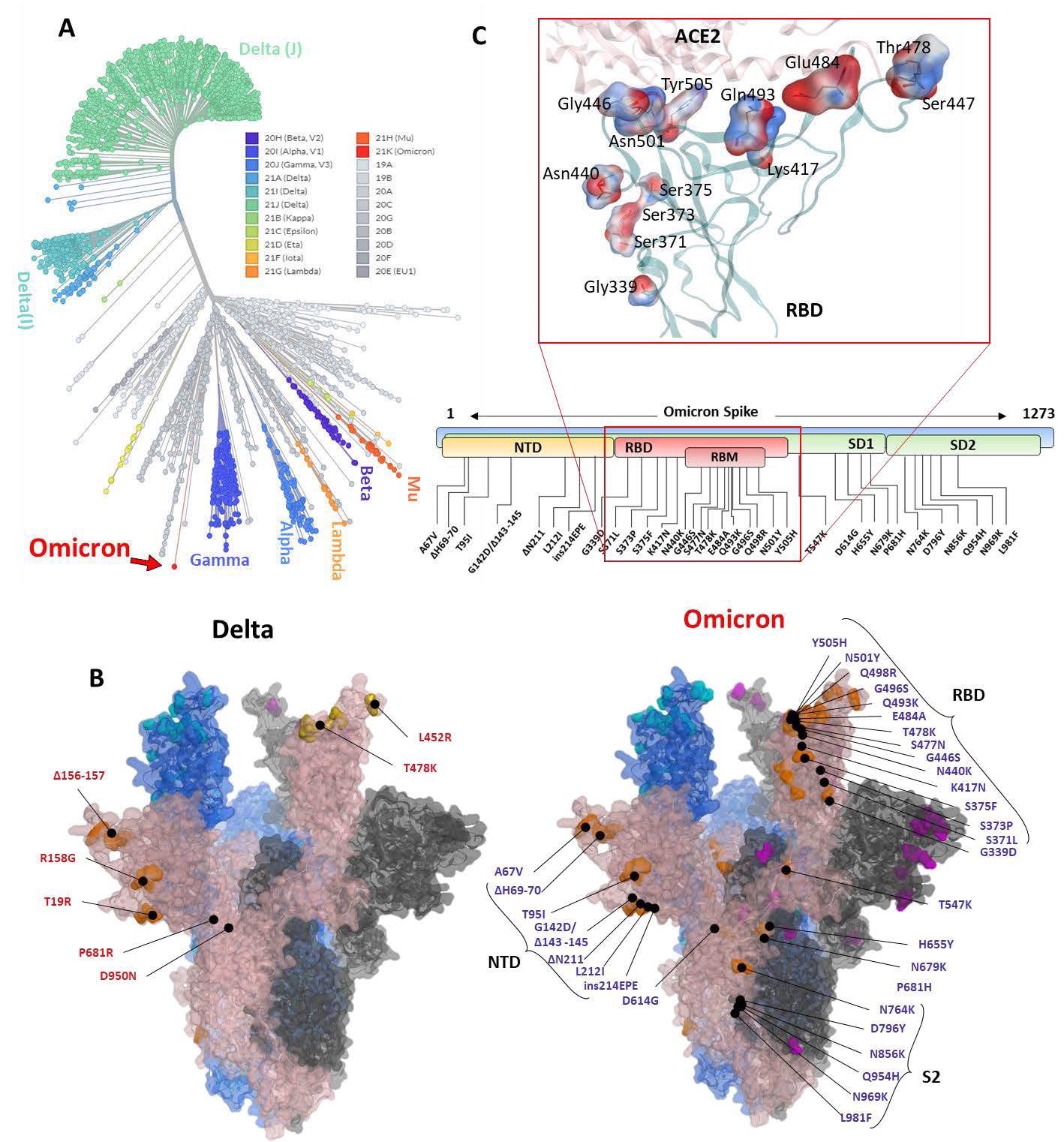 Phylogeny of the Omicron and annotation of the mutation in Spike protein. The Unrooted phylogenetic tree was constructed from the Nextstrain servers. Wuhan-Hu-1/2019 strains were taken as a reference sequence. B) The full-length Delta and Omicron Spike were built to annotate the relative (not exact) positions of the mutations on the surface map of Spike. C) The amino acids mutated in the RBD of Omicron are shown concerning the ACE2 interface. Residues are colored according to the electrostatic map of the WT strain. Respective Omicron mutations are depicted in the panel below the RBD surface map.