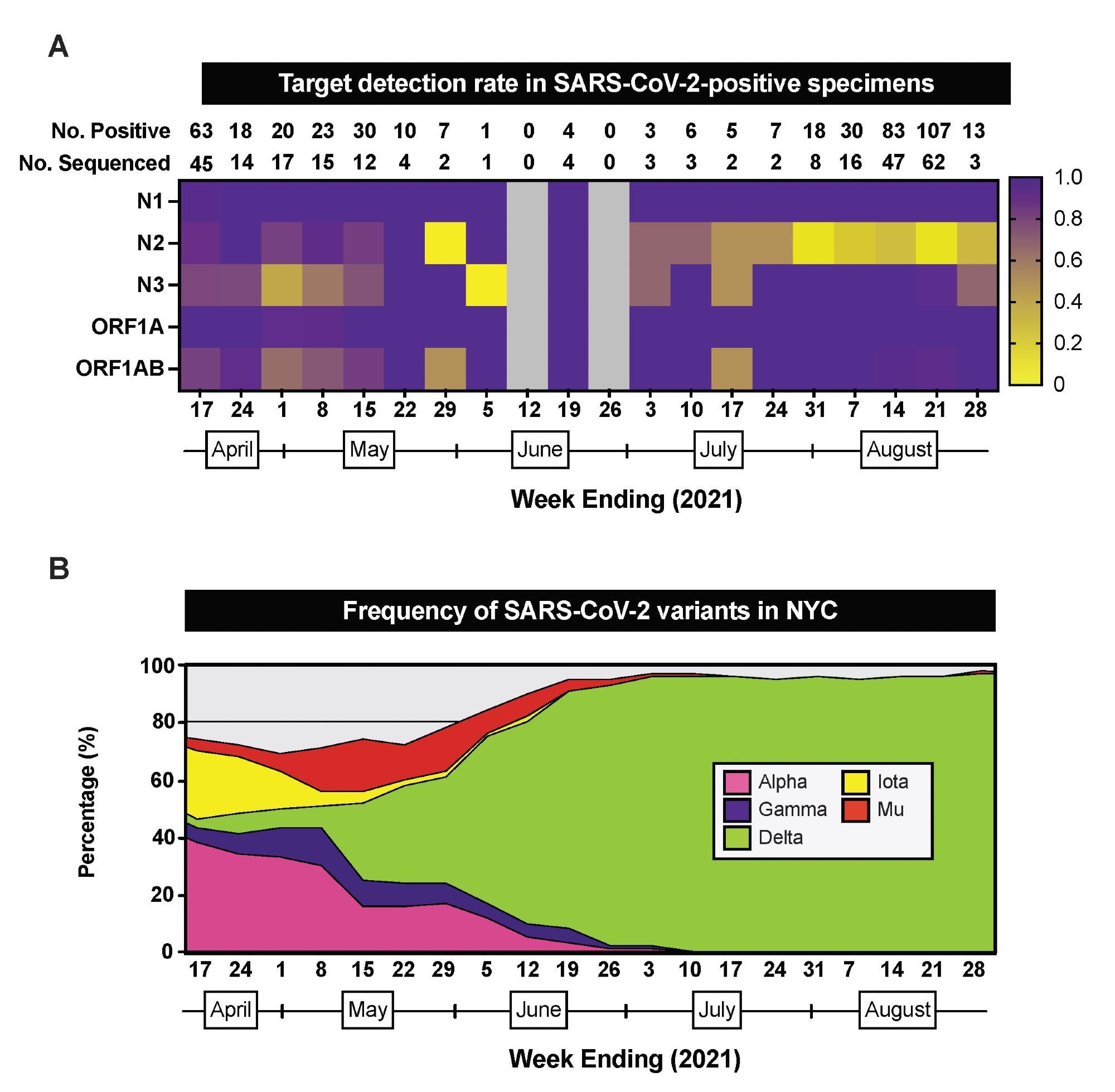 RT-PCR/MALDI-TOF target detection rate in SARS-CoV-2-positive specimens. (A) Heatmap depicting the proportion of SARS-CoV-2-positive specimens that have detectable RT PCR/MALDI-TOF targets (N1, N2, N3, ORF1A, ORF1AB) by week from April 11 through August 28, 2021. The total number of SARS-CoV-2-positive specimens and the number of SARS-CoV-2-positive specimens sequenced by pathogen surveillance are depicted above each week (column). Grey boxes indicate weeks where no specimens were positive for SARS-CoV-2 on this platform. (B) Stacked area plots depicting frequencies of SARS-CoV-2 variants reported by publicly-available NYC Department of Health surveillance data within the same timeframe.