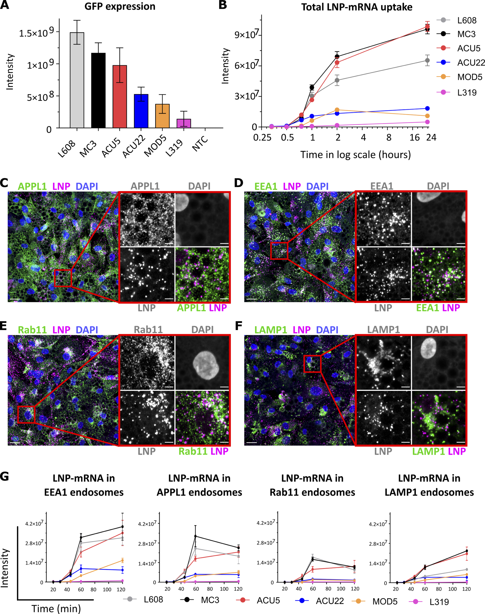 omparative analysis of activity, endocytic uptake, and endosomal distribution of six LNP-mRNAs in primary human adipocytes. (A) Cells were incubated with various LNPs (1.25 ng/μl) formulated with eGFP-mRNA, fixed, and imaged after 24 h. The graph illustrates GFP expression for the indicated LNP-mRNA. n = 3 independent experiments (mean ± SEM). (B) Representative LNP-mRNA uptake kinetics curve. Cells incubated with LNP-mRNA as described above were fixed at the given time point, processed for smFISH to fluorescently label mRNA, and imaged by fluorescence microscopy. The quantification shows that LNP-mRNA uptake generally correlates to the GFP expression efficacy of LNP formulations displayed in A (e.g., MC3 versus L319). (C–F) Representative images of human primary adipocytes incubated with L608 LNP-mRNA for 2 h and immunostained with antibodies against endosomal markers (in green) as follows: APPL1 (C), EEA1 (D), Rab11 (E), and LAMP1 (F). Exogenous mRNA was detected by smFISH (labeled as LNP) and nuclei by DAPI. The magnified area is presented with split and merged color images. Scale bars are 20 μm in the overview and 5 μm in the magnified images. (G) Representative kinetics and endosomal distribution of the different LNP-mRNAs incubated with cells as described in C–F. n = 3 replicates (mean ± SEM).