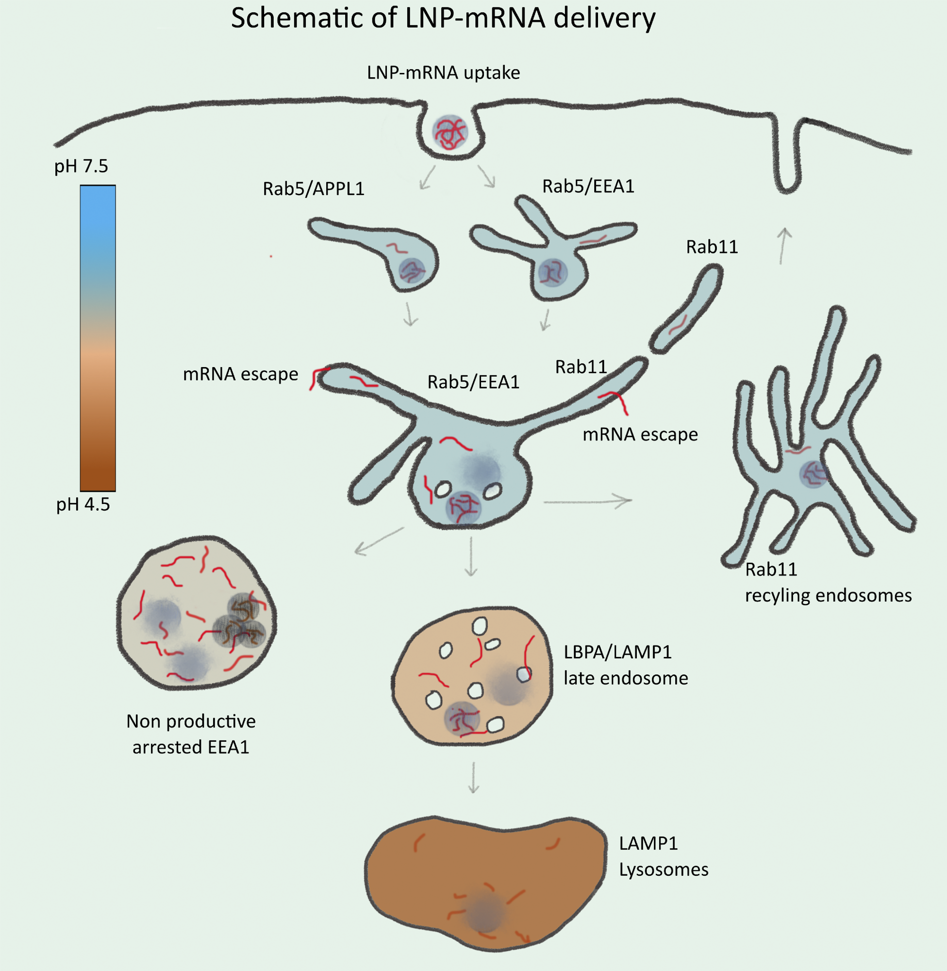 Schematic illustration of endosomal-mediated LNP-mRNA delivery. LNP-mRNAs are taken up in cells via endocytosis and sequentially transported to various endosomal compartments. Under normal conditions, these endosomal compartments maintain a characteristic pH (see heat map) for their functionality. Following uptake, mRNA in endosomes can be detected as individual LNP-mRNAs similar to the starting material by SMLM. Acidification of endosomal lumen leads to release of mRNA from LNP and escape from the endosomal lumen into the cytoplasm. Escape occurs mainly from small APPL1+, EEA1+, and/or Rab11+ tubular endosomes. Over time, the majority of LNP-mRNA accumulates in large, EEA1 endosomes where individual compact LNPs are disrupted, and mRNA signal becomes amorphous. Large endosomes become deficient in acidification, maturation arrested, and nonproductive for delivery. This may account for cytotoxicity of LNPs. Late endosomes and lysosomes are not favorable for mRNA escape.
