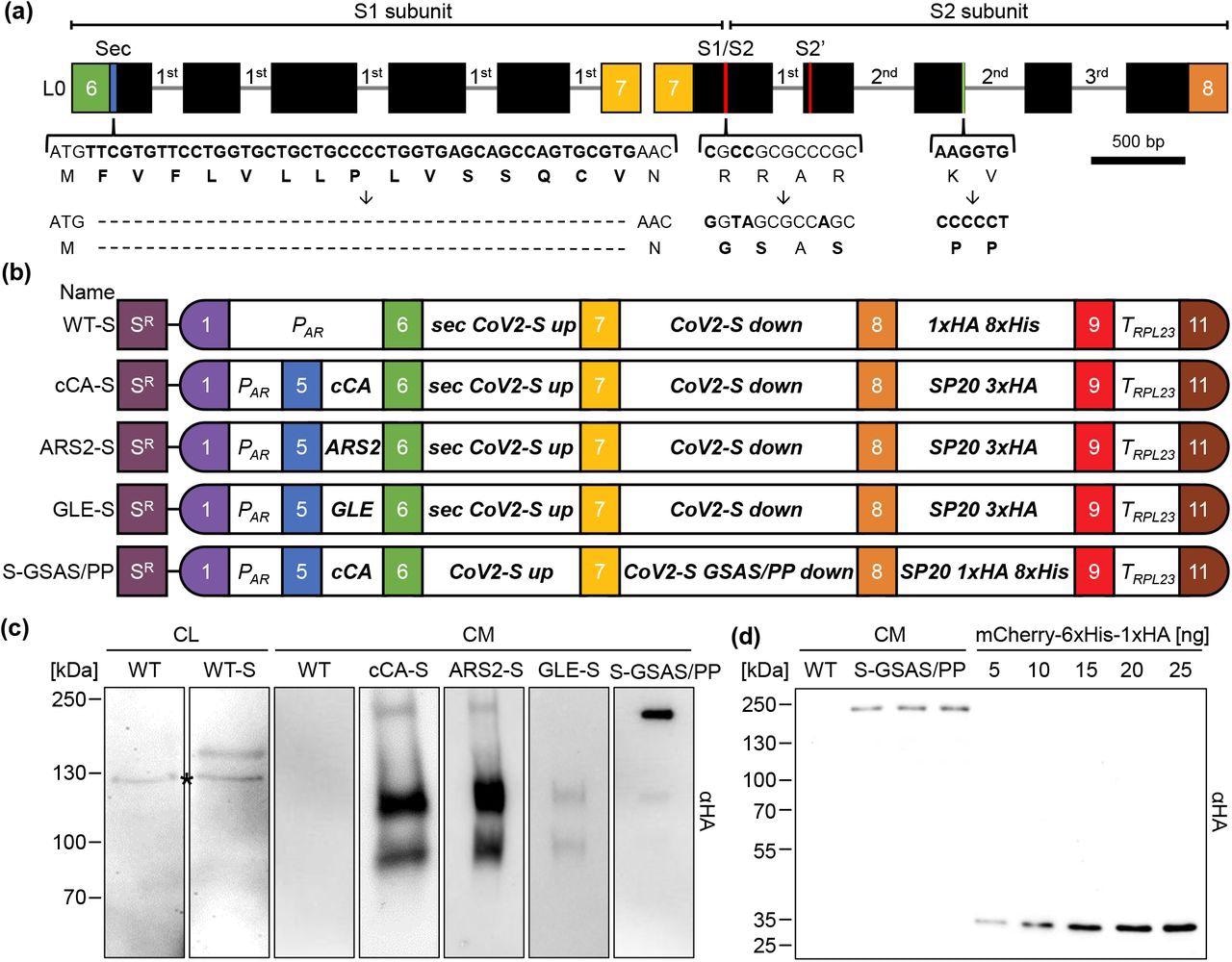 Design of constructs for the production and secretion of the SARS CoV-2 spike protein in Chlamydomonas. (a) Schematic representation of the two level 0 parts encoding the spike protein. The codon adapted coding region is depicted by black boxes and incorporated RBSC2 introns by thin lines. The braces highlight regions modified by site directed mutagenesis and the resulting amino acid modifications. Colored boxes represent fusion sites according to the MoClo syntax. (b) Level 2 MoClo devices consisting of a level 1 module containing the aadA resistance marker under control of the PSAD promoter and terminator (SR), and level 1 transcriptional units for the expression of the spike protein. The latter contain the HSP70A-RBCS2 promoter (PAR), sequences encoding various secretion signals (cCA, ARS, GLE, sec), the two parts of the spike protein (CoV2-S up and down), a glycomodule of 20 serine/proline repeats (SP20) fused to the HA epitope and/or an octa-his tag, and the RPL23 terminator (TRPL23). (c) Production and secretion of the spike protein in transformants generated with the five level 2 devices listed in (b). Shown are representative immunoblots detecting HA-tagged proteins in cell lysates (CL) (corresponding to 2 μg chlorophyll) and 1.7 mL of culture medium (CM) after TCA precipitation. The asterisk indicates a cross reaction of the HA antibody. (d) Three independent preparations of spike protein secreted by a S-GSAS/PP transformant into 1.7 mL culture medium (CM) and precipitated with TCA, and increasing amounts of purified recombinant mCherry carrying a C-terminal HA tag were analyzed by immunoblotting using an HA antibody.