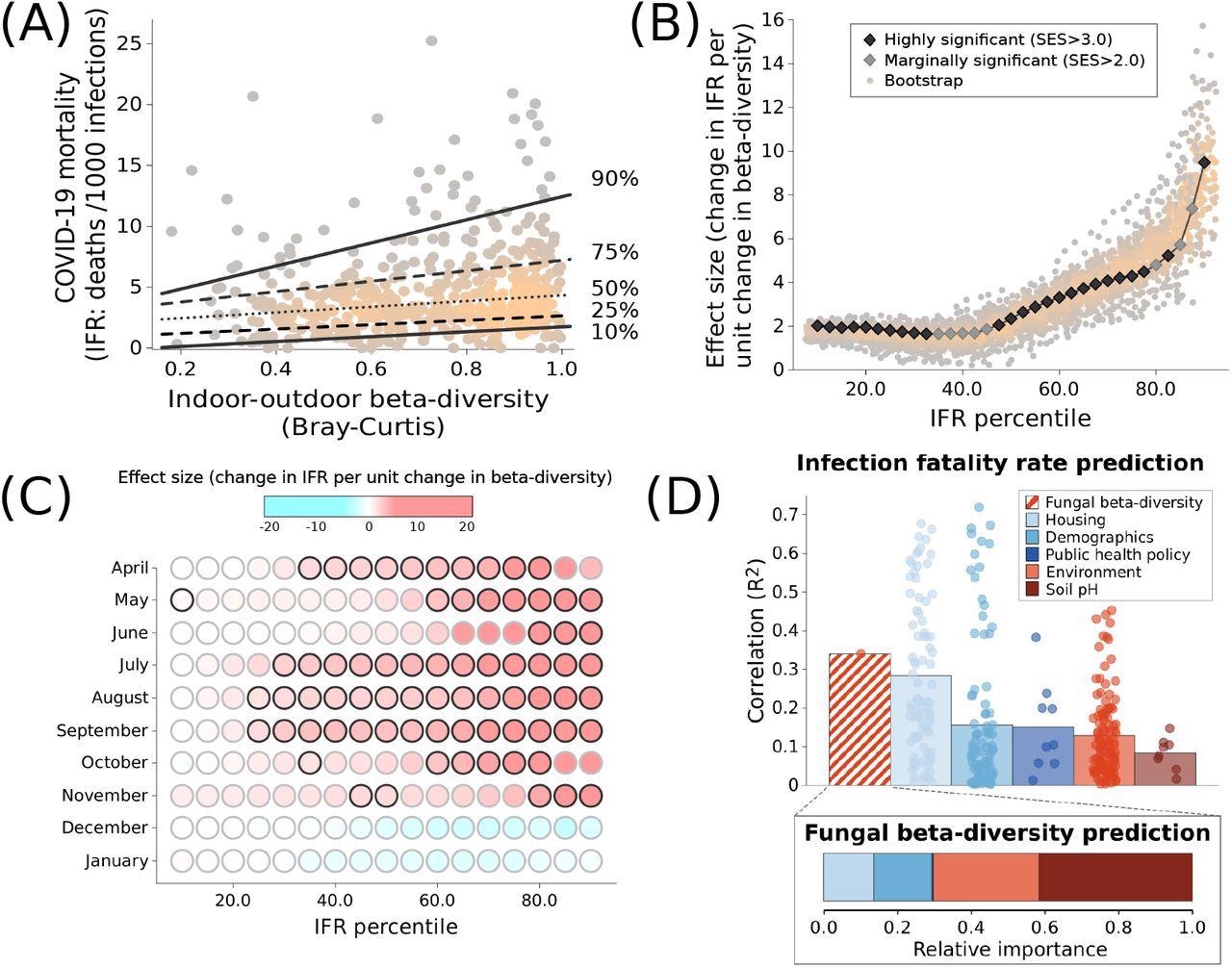 COVID-19 mortality is suppressed in homes where outdoor fungi occur indoors. (A) In United States homes where indoor and outdoor fungal communities are similar (low beta-diversity), COVID-19 mortality is reduced by over a factor of two compared to homes where the communities are dissimilar (high beta-diversity). Each point represents a United States county; shading indicates point density. Although the 90th percentile is sensitive to spatial autocorrelation, these trends are not driven by a single state or region of the United States (Figures E2 - E4). (B) The reductions in COVID-19 mortality (as measured by the standardized effect size, SES) are greatest in the upper quantiles of the COVID-19 mortality distribution, suggesting that outdoor fungi are sufficient but not necessary to reduce COVID-19 mortality. (C) The association between COVID-19 mortality and fungal beta-diversity is strongest early in the pandemic, before December 2020 when vaccination became widespread. Circles with black outlines indicate significant associations (SES> 3). (D) Fungal beta-diversity is a strong predictor of suppression of SARS-CoV-2 IFR relative to other variables [column graph; points represent individual variables, columns show means; correlations give the association between the given variable and the windowed 75th percentile of IFR (see Supplementary Information)]. Moreover, fungal beta-diversity is most strongly associated with soil pH and other environmental variables (inset bar graph), suggesting that it is not a proxy for demographic and other variables that are known to effect COVID-19 mortality.