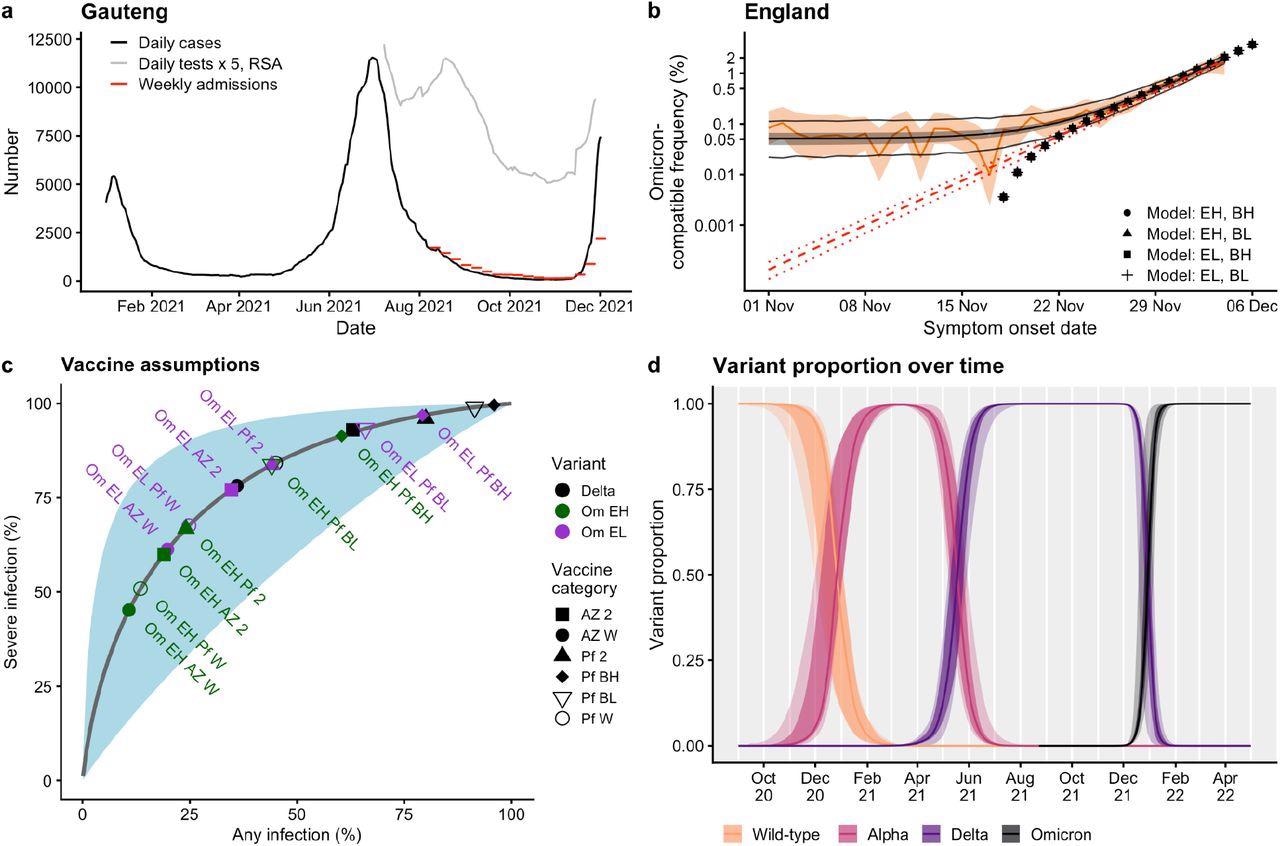 Omicron epidemiology and assumptions. (a) Daily cases (black) and weekly hospital admissions (red) for Gauteng province in the Republic of South Africa (RSA), and 1/5 times the number of daily tests recorded in RSA (grey). (b) Proportion of symptomatic Pillar 2 cases with S gene target failure (SGTF), a proxy for the Omicron variant in England, point estimate (orange line) and 95% binomial confidence intervals (orange ribbon); statistical fit to proportion of symptomatic Pillar 2 cases with SGTF (central black line, median; grey ribbon, 95% credible interval; outer black lines, 95% credible interval of expected sampling variability); statistical fit to estimated true proportion of Omicron variant over time assuming constant logistic growth, median and 95% confidence intervals (red dashed lines); transmission model proportion of Omicron shown for four primary scenarios (black points). EH: high immune escape; EL: low immune escape; BH: high booster efficacy; BL: low booster efficacy. Logistic scale on y-axis. (c) The modelled relationship between vaccine effectiveness against any infection (x-axis) versus severe infection (y-axis), from Khoury et al. Figure 3a (7). Assumed values for vaccine effectiveness against infection (x-axis) and hospitalisation (y-axis) for the AstraZeneca (AZ) and Pfizer and Moderna (Pf) vaccines are also plotted (2: dose 2, W: waned, BH: boosters high, BL: boosters low), for the Delta (black) and Omicron variants. Om EL (purple) corresponds to the low immune escape Omicron scenario (a 5.1-fold drop in neutralisation titre between Delta and Omicron), whilst Om EH (green) corresponds to the high immune escape Omicron scenario (a 12.8-fold drop). (d) The modelled proportion of SARS-CoV-2 variants in England over time, from September 2020 until April 2022: from left to right, wild-type, Alpha B.1.1.7, Delta B.1.617.2 and Omicron B.1.1.529 SARS-CoV-2 variants.