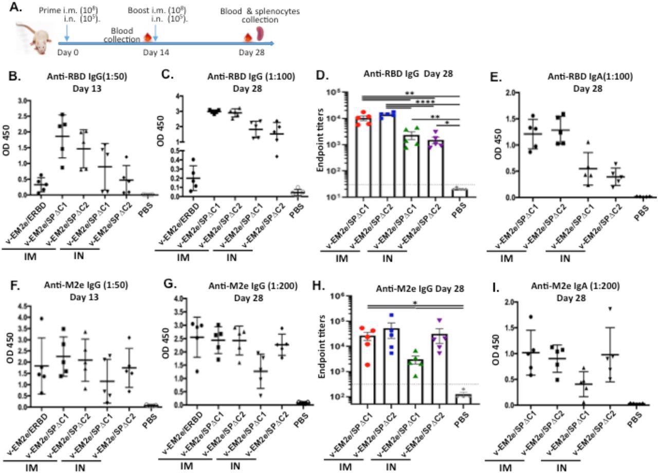 Anti-SARS-CoV-2 RBD and anti-influenza M2e immune responses induced by immunization with different bivalent VSV vaccine candidates. A) Schematic of the bivalent rVSV vaccine candidates immunization protocol in mouse. Balb/c mice were immunized with V-EM2e/SPΔC1, V-EM2e/SPΔC2 or V-EM2e/ERBD via intramuscular (IM) or intranasal (IN) routes, as indicated. The mice sera were collected at day 13 and 28 and were measured for anti-SARS-CoV-2 RBD IgG and IgA antibody levels (B-D) or measured for anti-M2e IgG and IgA antibody levels (F-H). E, D) The anti-SARS-CoV-2 RBD and anti-M2e IgA antibody levels at 28 day. Data represent Mean ±SD. Statistical significance was determined using unpaired T-test. *, P < 0.05; **, P < 0.01; ***, P < 0.001; ****, P < 0.0001.