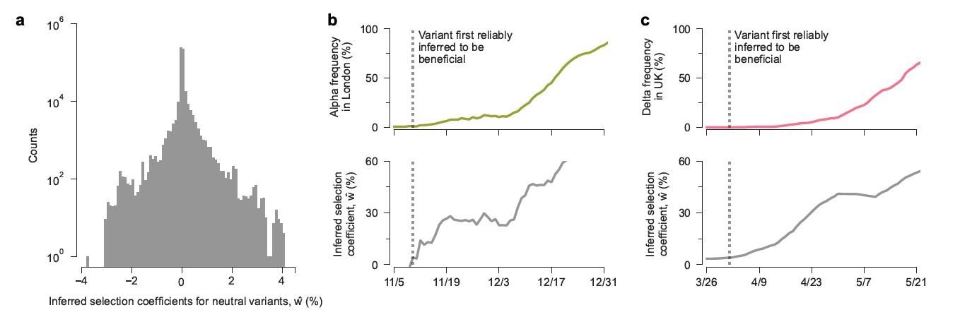 model rapidly infers increased transmission for Alpha and Delta. a, The null distribution of inferred selection coefficients for neutral variants over all intermediate times and across all regions. Neutral variants are defined as (collections of) SNVs that are inferred to have total selection coefficients |w| < 1% using global data. b, Frequency of Alpha in London and its inferred selection coefficient over time. The inferred coefficient exceeds the largest one in the null distribution on November 9th, 2020. c, Frequency of Delta in the UK and the inferred selection coefficient for novel Delta SNVs over time. The inferred coefficient exceeds the null on March 31st, 2021.