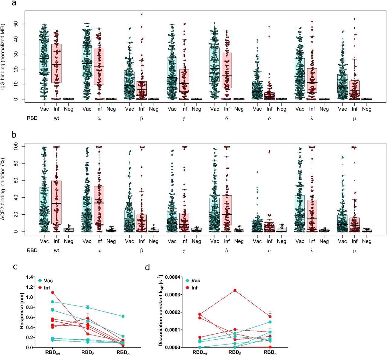 Antibody binding response is significantly reduced for Omicron compared to all other variants of concern. Binding response by pre-existing antibodies generated through either infection or vaccination was measured with MULTICOV-AB (a), RBDCoV-ACE2 (b) and Biolayer interferometry (c and d). (a) Boxplot showing that IgG binding is significantly reduced for omicron compared to all other variants of concern for both infected (n=86) and vaccinated samples (n=226). Negative samples are included as controls (n=15). (b) Boxplot showing that ACE2 binding inhibition is significantly reduced for Omicron compared to all other variants of concern for both infected and vaccinated samples. Boxes represent the median, 25th and 75th percentiles, whiskers show the largest and smallest non-outlier values. Outliers were determined by 1.5 IQR. (c and d) Binding kinetics of RBD specific antibodies from serum samples of convalescent and vaccinated individuals (both