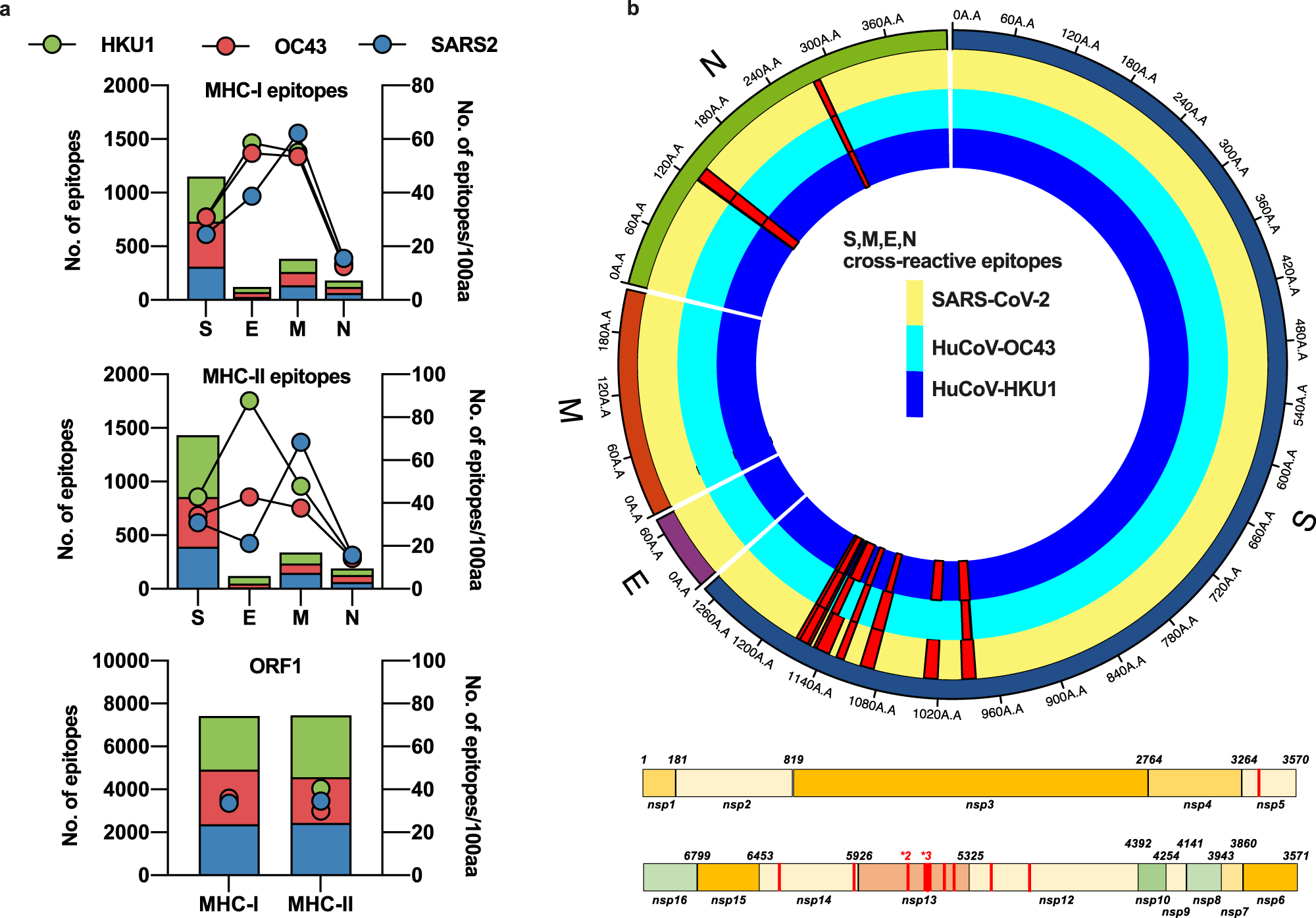 Available sequences for S, M, E, N and ORF1 from SARS-CoV-2, huCoV-OC43 and huCoV-HKU1 were assessed for potential HLA-binding motifs by SYFPEITHI and IEDB as described in the Methods. The number of predicted epitopes is presented in the stacked bar charts and the immunogenicity for each protein of each virus is depicted as points on the right Y-axis. Green bars and circles depict huCoV-HKU1 (HKU1), red huCoV-OC43 (OC43) and blue SARS-CoV-2 (SARS2) (a). The predicted cross-reactive epitopes and their prevalence within each virus for all sequences available are mapped as red histograms in a linear plot for ORF1 and a radial plot for S, M, E, and N. All mapped cross-reactive epitopes within ORF1 were present across SARS-CoV-2, HKU1, and OC43. Within the radial plot, the yellow track represents the SARS-CoV-2 sequence, dark blue HKU1 and light blue OC43, with red histograms representing the prevalence of the putative epitope across the viruses (b).