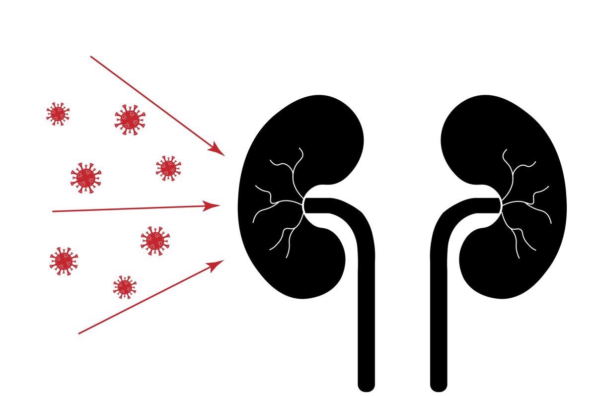 Study: SARS-CoV-2 infects the human kidney and drives fibrosis in kidney organoids. Image Credit: Eugene B-sov/Shutterstock