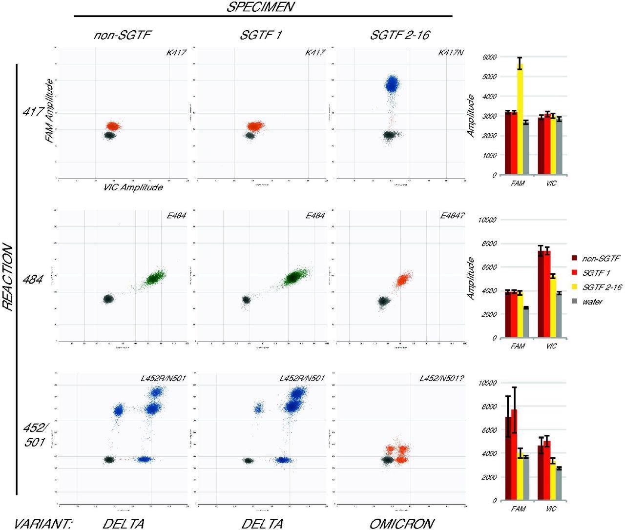 Omicron specimens are accurately identified with the assay. Droplet amplitude plots (n=1 per specimen type) illustrate the different assay results for three categories of newly-collected specimen: non-SGTF (first column), the first SGTF identified at UWVL (second column), and all subsequent SGTF (third column) for each reaction (rows). Bar graphs (final column) show average mean amplitude (± average standard deviation) for samples from each category (n=5,