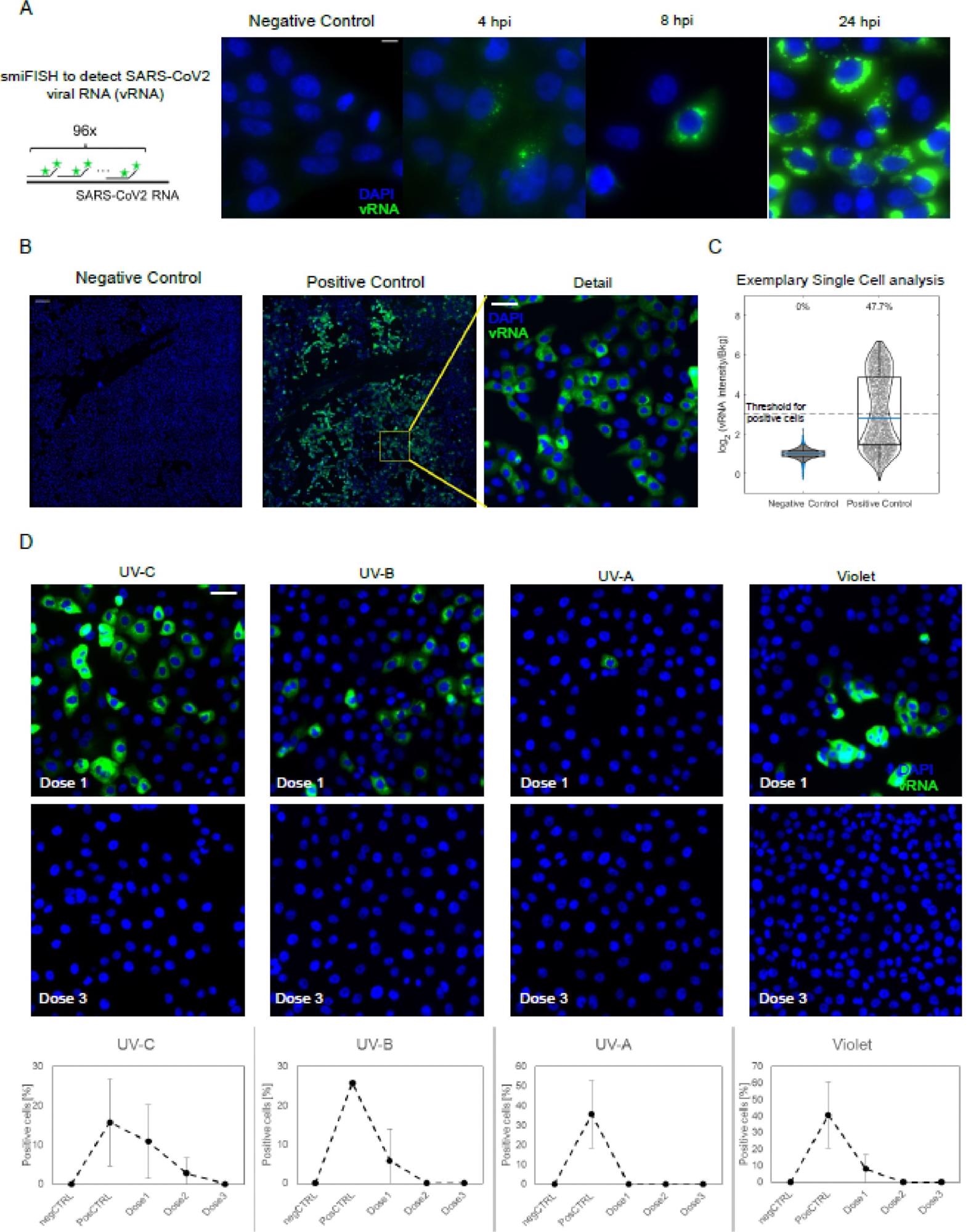 Fluorescence In-situ hybridization (FISH) of the SARS-CoV-2 viral RNA (vRNA) in VeroE6 cells. (A) Scheme of the hybridization of the FISH probes (left) and timecourse of SARS-CoV-2 infection at different timepoints post-infection, as collected with an high magnification/Numerical aperture (NA) objective (60 × 1.49NA). Scale bar 10 μm. (B) The bright signal of the smFISH probes at 24hpi allow to use a low NA objective (20x, 0.45 NA) to reliably identify infected cells among thousands of cells, by collecting 6 × 6 mosaics (total field of view approx. 3mm, scale bar in the ‘detail’ image 50 μm).(c) Positive cells are identified as those with a 8-fold higher intensity I than the background n the FISH channel. (D) Exemplary details of 6 × 6 mosaics upon irradiation with different wavelength and doses of UV/Violet light.  Quantification is provided as mean +/- standard deviation of the fraction of vRNA positive cells on at least two 6 × 6 mosaics. Scale bar: 10 μm.