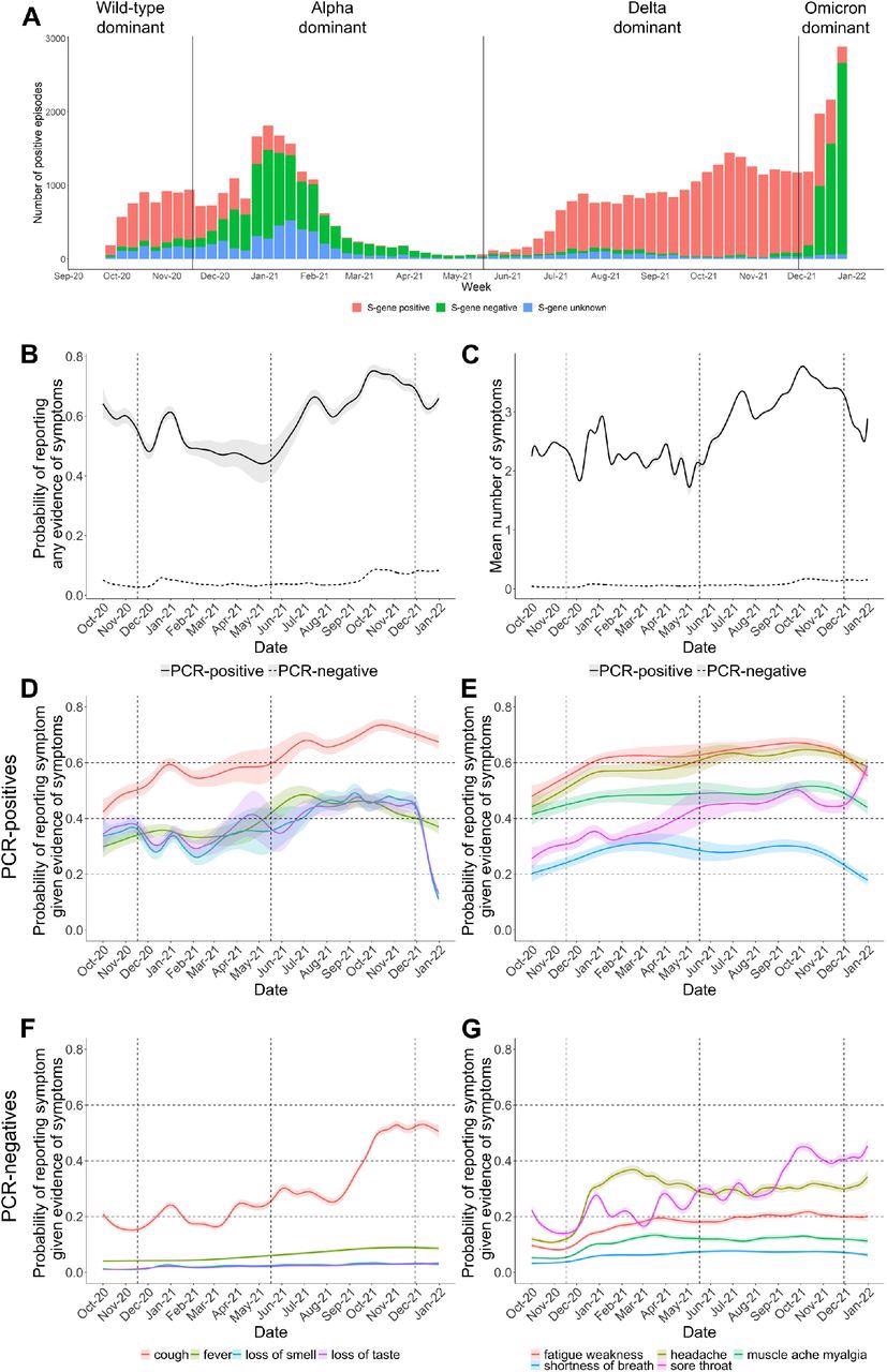 Symptoms in those testing positive and negative for SARS-CoV-2 prior to and following the emergence and dominance of Omicron in December 2021 in the UK. Panel A shows the number of PCR-positive infection episodes that were S-gene negative (Alpha-compatible November-2020 to May-2021; Omicron-compatible December-2021) and S-gene positive (Delta-compatible June-2021 onwards). Vertical lines indicate periods when new variants came to dominate: wild type before 17 November 2020, then Alpha before 17 May 2021, then Delta; the first Omicron cases were detected from 29 November 2021. Panels B and C show the probability of reporting symptoms and the number of symptoms (out of the 12 elicited throughout the study period) of all PCR-positive infection episodes and all PCR-negative comparator visits. Panels D-G show the probability of specific symptoms in symptomatic PCR-positive infection episodes (panels D and E) and in symptomatic PCR-negative comparator study visits (panels F and G), after adjustment for age, sex, ethnicity (presented at the reference category age 45, male, white).