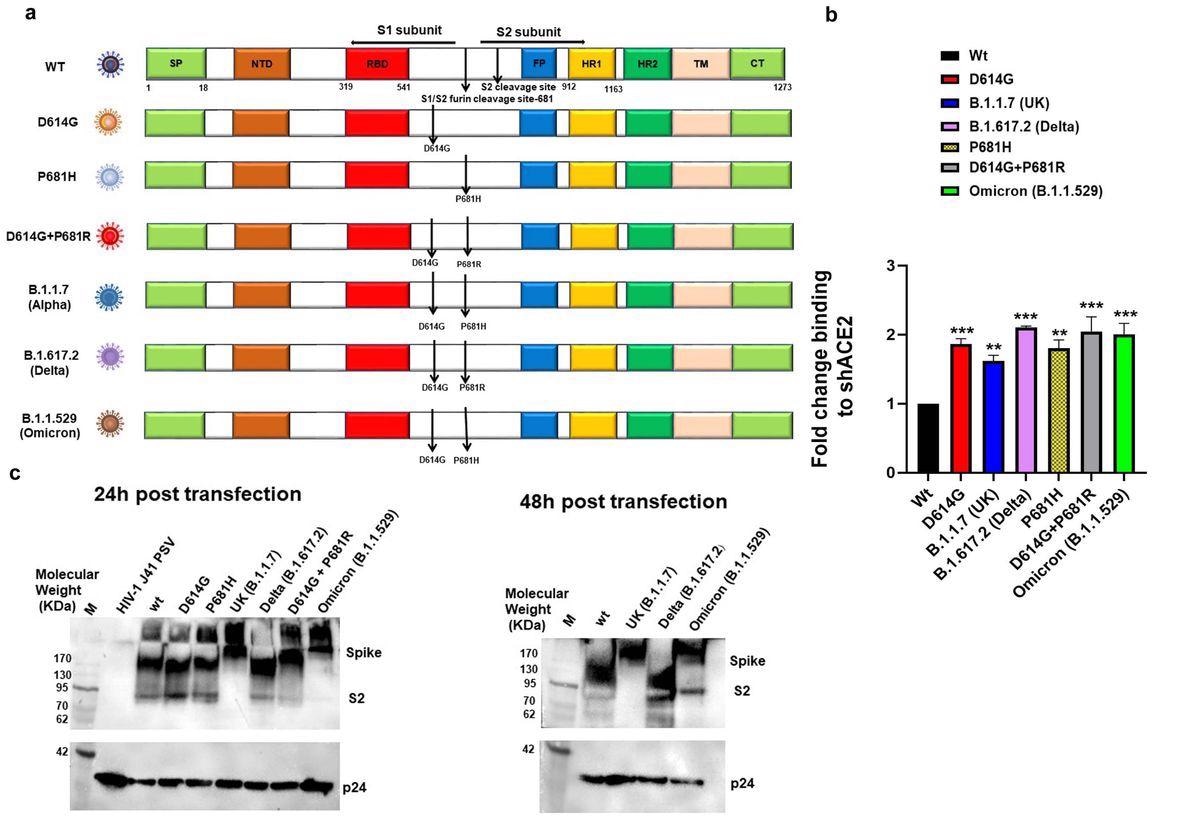 Expression and cleavage of SARS-CoV-2 variants and synthetic mutants: a. Schematic representation of ancestral, Alpha, Delta and Omicron spike protein with D614G and P681R/H mutations and synthetic mutants, the signal peptide (green box), S1-N terminal domain NTD (brown box), Receptor binding domain (Red box), fusion peptide (blue box),Heptad repeat 1(yellow box), Heptad repeat 2(dark green box), Transmembrane domain TM (Cream box), Cytoplasmic tail CT (green box), S1/S2 and S2′ cleavage site, presence of D614G, P681H/R mutation b. Surface expressed spike protein binding to soluble-hACE2 was analyzed by expressing the spike of variants and mutants in HEK 293T cells and 36 h post-transfection incubated with soluble-hACE2 and analyzed by flow cytometry. Each value represents a single mean value of two repeated experiments. Statistical significance was determined using the one-way ANOVA test (p < 0.05), where *** and ** p < 0.05 is significant. c. Detection of spike protein cleavage in different pseudoviruses at 24h and 48h post-transfection by Western blot analysis, p24 was kept as loading control.