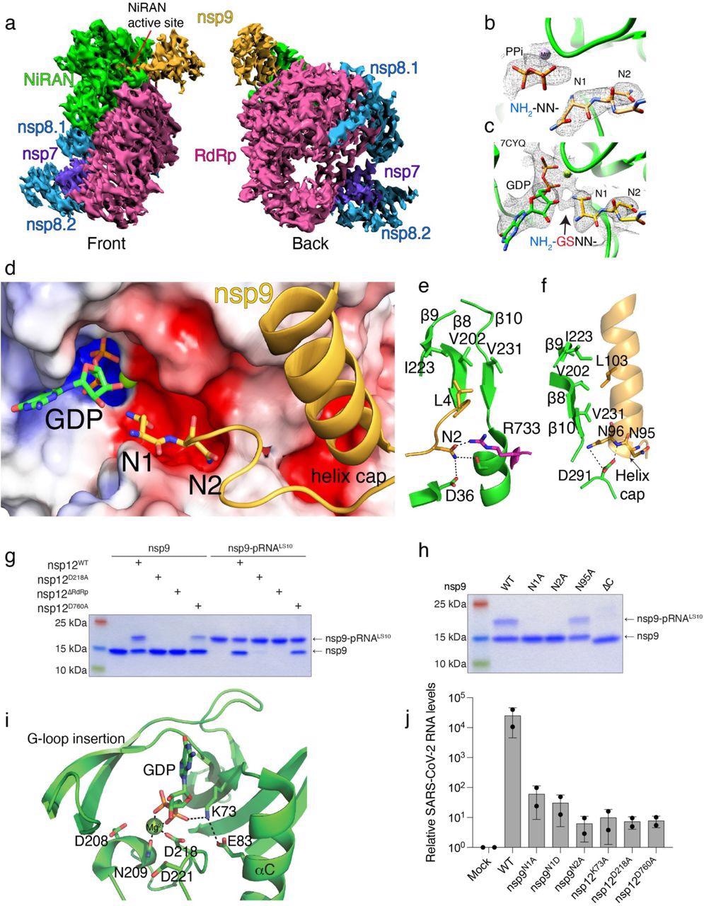 Structural and genetic insights into RNA capping by the kinase domain. a. Front and back views of nsp12/7/8/9 cryo-EM maps, with respect to the NiRAN domain. The NiRAN domain is in green, the RdRp in magenta, nsp7 in violet, nsp8 in light blue and nsp9 in gold. b, c. Coulomb density maps of the N-terminus of nsp9 from this study (b) and by Yan et al. (c) 21 (PDB ID:7CYQ). The NiRAN domain is shown in green and nsp9 is in gold. The arrow in (c) indicates additional density that likely corresponds to unmodeled Gly-Ser residues at the non-native N-terminus of nsp9. d. Electrostatic surface view of the NiRAN active site from 7CYQ bound to nsp9 (gold). The N-terminus and the C-terminal helix of nsp9 are shown. Electrostatic surface of nsp12 is contoured at 5 kT. e. Cartoon representation depicting the interactions between the nsp9 N-terminus (gold) with the β8-β9-β10 sheet in the NiRAN domain (green). Asn2 in nsp9 forms electrostatic interactions with Asp36 in the NiRAN domain and Arg733 in the RdRp domain (magenta). PDB ID 7CYQ was used. f. Cartoon representation depicting the interactions between the nsp9 C-terminal helix (gold) and the β8-β9-β10 sheet in the NiRAN domain (green). Interactions between Asn95/96 in nsp9 and D291 in the NiRAN domain are indicated. PDB ID 7CYQ was used. g. Incorporation of 5’-pRNALS10 into nsp9 and deRNAylation of nsp9-pRNALS10 by WT nsp12, the NiRAN mutant (D218A), the polymerase mutant (D760A), or the isolated NiRAN domain (residues 1-326; △RdRP). Reaction products were analysed as in Fig. 2b. h. Incorporation of 5’-pRNALS10 into nsp9 (or the indicated mutants) by nsp12. Reaction products were analysed as in Fig. 2b. i. Cartoon representation of the NiRAN active site. Catalytic residues and GDP are shown as sticks, Mg2+ is a green sphere, and interactions are denoted by dashed lines. j. Relative viral yields from WT or mutant SARS-CoV-2 viruses bearing indicated mutations in nsp9 and nsp12. Data represent averages of two biological replicates. Error bars, SD. Results shown in g and h are representative of at least 2 independent experiments.