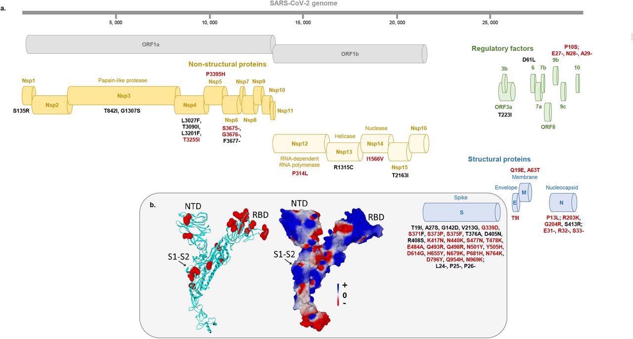 Map of the Omicron 21L/BA.2 spike protein with signature amino acid substitutions and deletions (a) and structural features of 21L/BA.2 Omicron variant spike protein (b) a: Amino acid substitutions and deletions shared with the 21K/BA.1 Omicron variant are indicated by a red font. b: Structural model of the Omicron 21L/BA.2 spike protein with mutations highlighted in red atomic spheres (left panel) or in electrostatic surface rendering (right panel). Note the flat surface of the N-terminal domain that faces lipid rafts of the host cell membrane. The S1-S2 cleavage site is indicated by an arrow. The color scale for the electrostatic surface potential (negative in red, positive in blue, neutral in white) is indicated. NTD, N-terminal domain; RBD, Receptor binding domain.