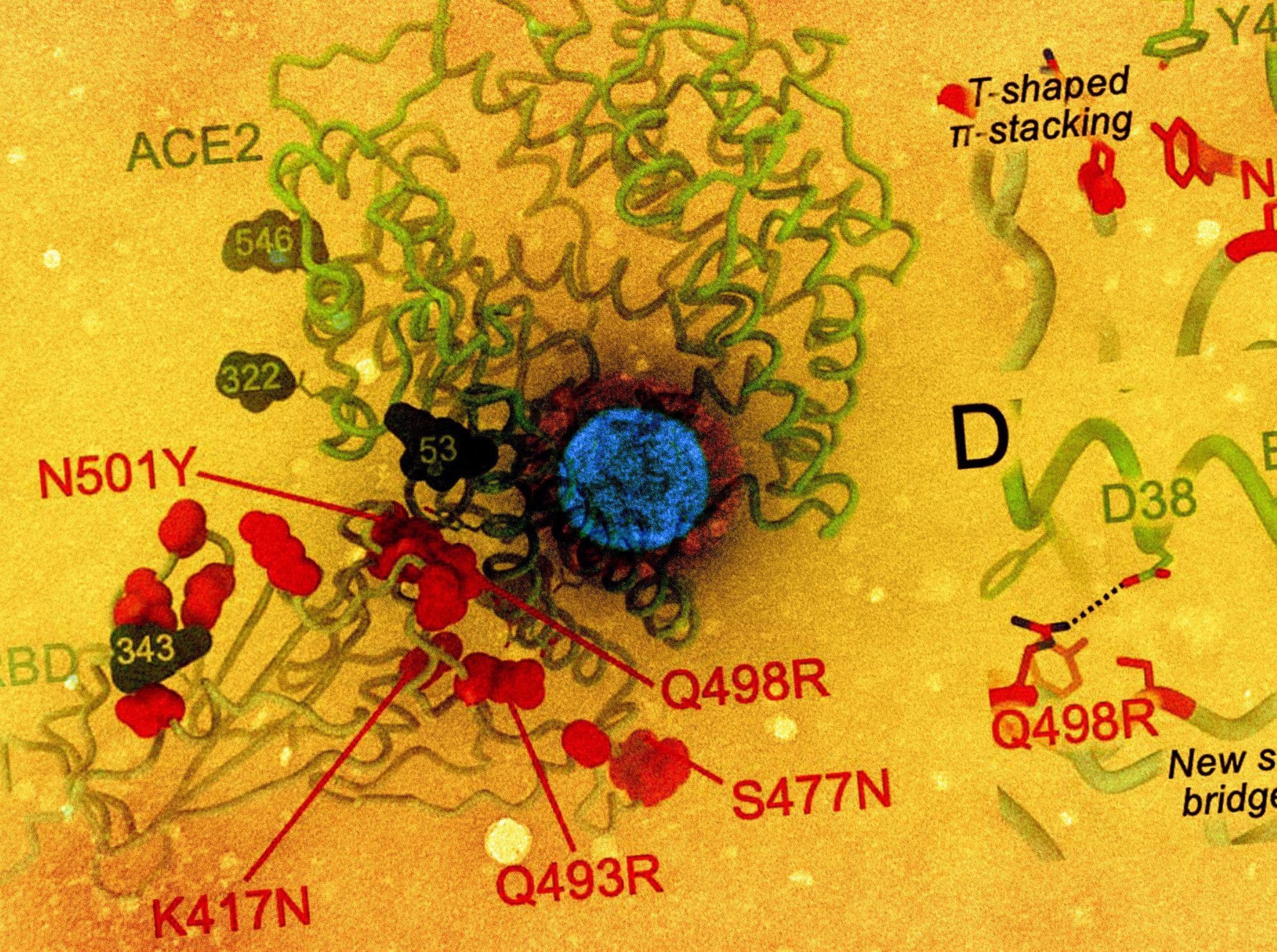 Study: Estimation of COVID-19 cases prevented by vaccination in California. Image Credit: NIAID