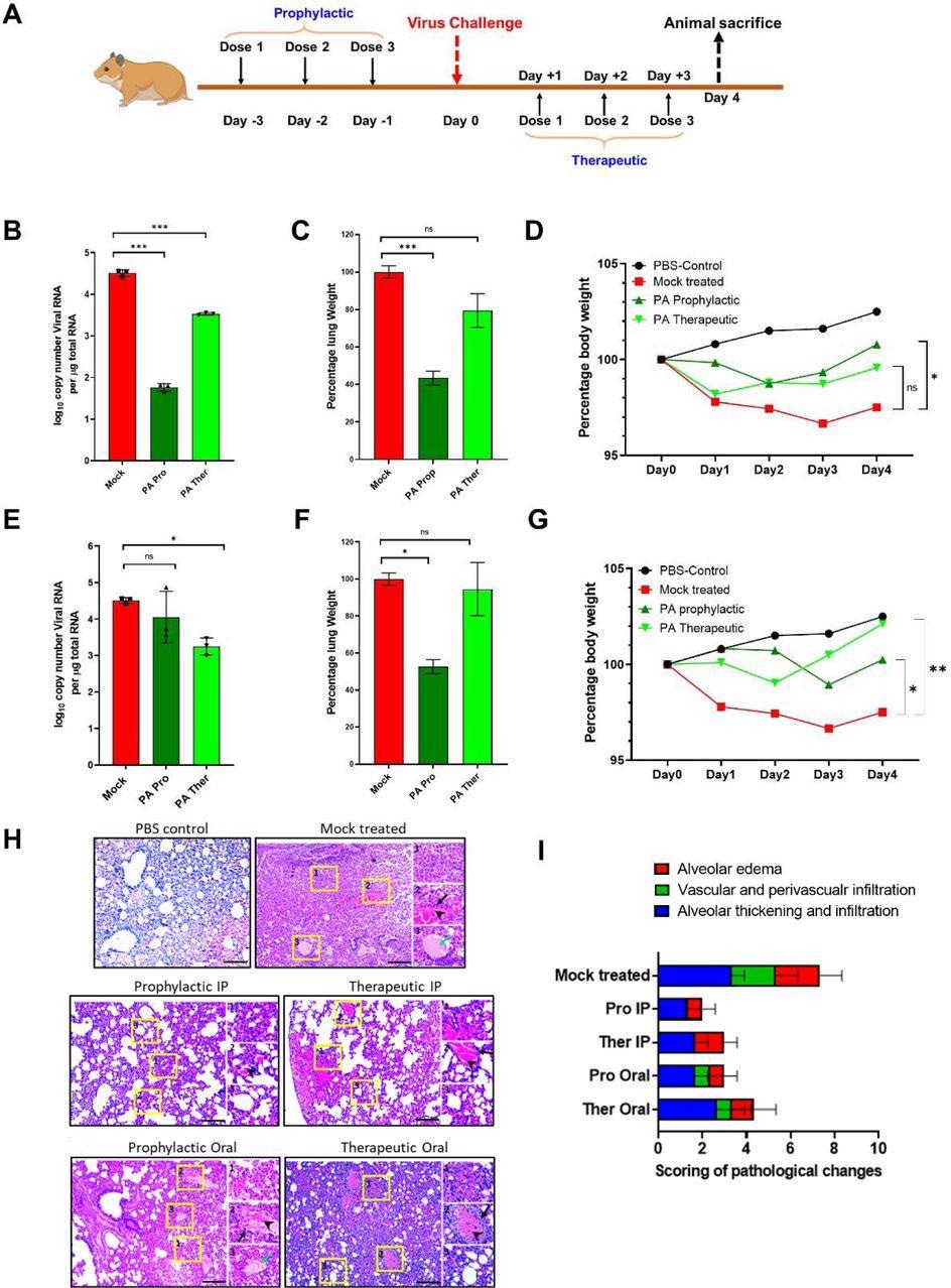 Picolinic Acid mitigates SARS-CoV-2 replication and pathogenesis in vivo (A) Schematic for PA treatment in hamsters using prophylactic and therapeutic regimens is shown. Prophylactic treatment of hamsters involved administration of PA at 1,2 and 3 days prior to infection, followed by virus challenge at day 0. The therapeutic treatment used dosage during 1,2 and 3 dpi. In both cases, animals were sacrificed 4dpi. (B-D) Results for the administration of PA via IP route showing (B) lung vRNA copy number, total lung weight, and (D) bodyweight of animals up to 4 dpi. (E-G) Corresponding data for oral administration of PA showing (E) lung viral RNA copy number, (F) total lung weight, and (G) bodyweight of animals. qRT PCR and lung weight data shown are from 1 experiment (n=3 per group). Bodyweight data are from 1 experiment and presented as the mean percentage of bodyweight measured at Day 0,