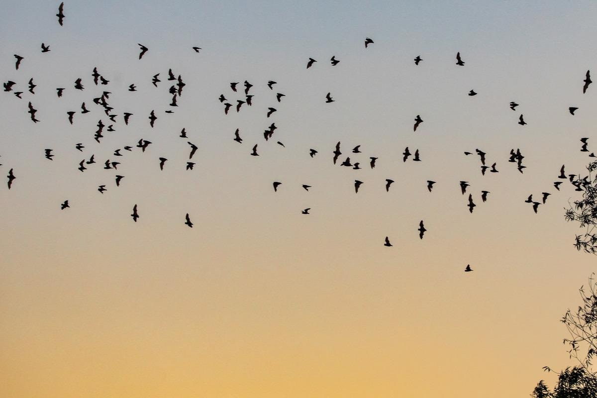 Study: Characterization of Bombali Virus, a New Bat Filovirus. Image Credit: James Sakaguchi/Shutterstock