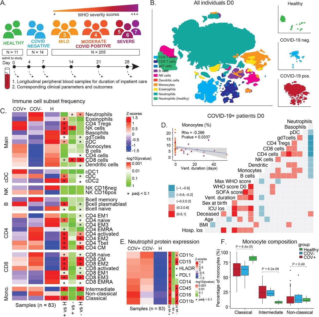 COVID-19 immune phenotype and composition is highly divergent from healthy individuals and has unique features compared to other severe respiratory infections. A) Overview of cohort. Patients were admitted to the hospital and enrolled in the study at D0. Peripheral blood samples were collected throughout the duration of stay. Corresponding clinical parameters and WHO scores were documented. 205 samples from 81 COVID-19 positive patients were included in the final cohort. Additionally, 14 samples from 7 COVID-19 negative patients with other respiratory diseases and 11 healthy individuals were included in the study. B) t-SNE plot of all patient samples at D0 (n = 83) using phenotypic markers colored by major immune cell populations. Upper right panel: t-SNE plot of healthy samples (n = 11); middle right panel: t-SNE plot of COVID-19 negative samples (n = 6); lower right panel: t-SNE plot of COVID-19 positive samples (n = 66). C) Immune cell population abundance at D0 in COVID-19 positive (+), COVID-19 negative (-) patients, and healthy individuals (H). P-values obtained by Wilcoxon Rank Sum Test, followed by Benjamini-Hochberg correction with FDR < 0.1. D) Correlation between cell population abundance at D0 and clinical outcomes, e.g. ventilation duration (vent_duration) and hospital length of stay (hosp_los) for COVID-19+ patients. Correlation estimates are obtained by Pearson correlation. E) Protein expression on neutrophils (F) in COVID-19 positive (COV+), COVID-19 negative (COV-) patients, and healthy controls at D0 (Wilcoxon Rank Sum Test, Benjamini-Hochberg correction with FDR < 0.1). F) Frequency of monocyte subsets in COVID-19 positive (COV+), COVID-19 negative (COV-) patients, and healthy controls at D0. P-values obtained by Wilcoxon Rank Sum Test.