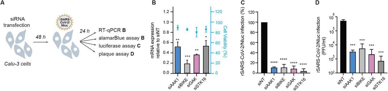 NAKs are required for SARS-CoV-2 infection. (A) Schematic of the experiments shown in panels B-D. (B) Confirmation of siRNA-mediated gene expression knockdown and cell viability in Calu-3 cells transfected with the indicated siRNAs. Shown is gene expression normalized to GAPDH and expressed relative to the respective gene level in the non-target (siNT) control at 48 hours post-transfection measured by RT-qPCR and cell viability measured by alamarBlue assay. (C) WT SARS-CoV-2 infection measured at 24 hours post-infection (hpi) of the indicated NAK-depleted Calu-3 cells with rSARS-CoV-2/Nluc (USA-WA1/2020 strain;