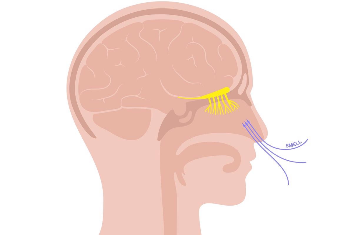 Study: SCENTinel 1.1 rapidly screens for COVID-19 related olfactory disorders. Image Credit: Pikovit/Shutterstock