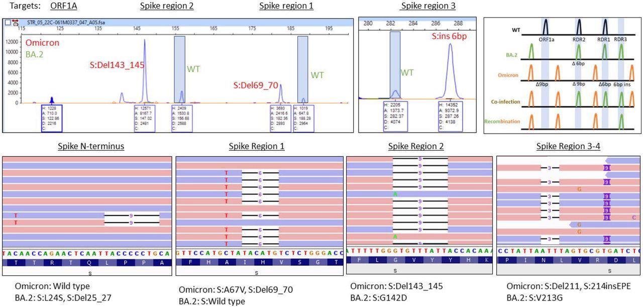 A) Electrophoretogram of ORF1A, Spike region 1, Spike region 2, and Spike region 3-4 sites where different sized amplicons indicative of Omicron (red) and BA.2 (green) co-infection are present. B) Schematic illustrating the expected location of fragments for variants under normal, mixed or recombined conditions. C) Next-generation sequencing reads were visualized in the Integrated Genome Viewer with read direction colored red or blue. Deletions are indicated by a bar, single nucleotide variants have the variant nucleotide present, and insertions are highlighted by a purple box.