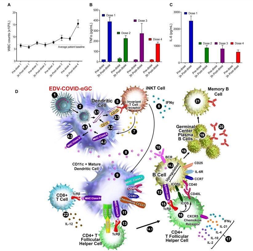 Patient immune response and schematic diagram of iNKT-licensed dendritic cell activation.