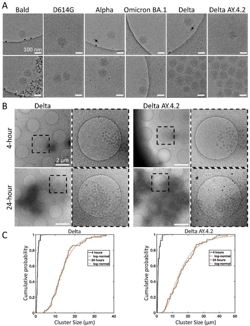Cryo-electron microscopy of spike variant PPs. (A) Examples of singles (top panel), doubles, or aggregates (lower panel) of each variant PP. Spike variant is identified above. Black arrows indicate lipoproteins. The average PP envelope diameters for each variant are 118.6 (1.1), 118.5 (1.2), 119.6 (0.9), 120.1 (1.3), 115.8 (0.8), 118.4 (0.6) nm for Bald, D614G, Alpha, Omicron BA.1, Delta, and Delta AY.4.2, respectively (mean (SEM), n = 9, 33, 40, 18, 65, and 98. (B) Low magnification overviews of Delta and Delta AY.4.2 PP aggregates prepared 4 or 24 hours post-harvest. Dashed box shows the zoomed-in area. (C) The log-normal cumulative distributions for Delta and Delta AY.4.2 clearly show aggregation over time for both variants. At 4 and 24 hours, Delta aggregate sizes (longest axis) range from 0.28 – 2.39 and 4.20 – 36.0 μm, with log-normal parameters mu (sigma) −0.18 (0.56) and 2.56 (0.44) corresponding to means of 0.97 and 14.25 μm, respectively. There is no evidence for significant differences in aggregate sizes between Delta and Delta AY.4.2 for both 4 and 24 hours.