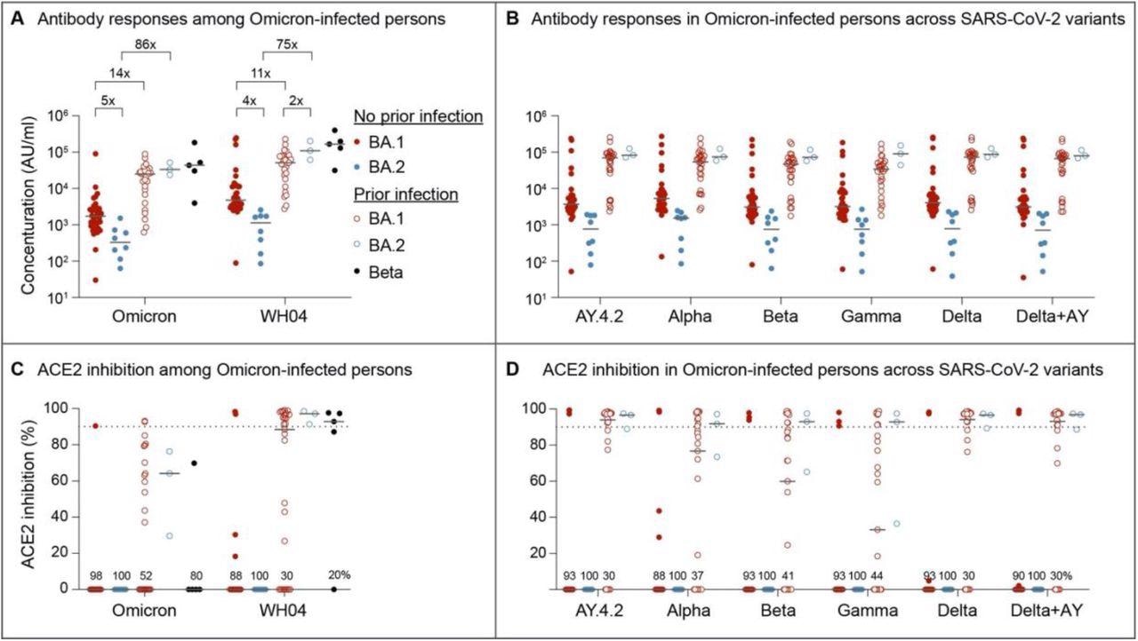 Serology and Neutralizing antibody responses in outpatients infected with the omicron BA.1 and BA.2 sublineages. Panel A and B show plasma IgG antibody binding the SARS-CoV-2 RBD (spike) from the ancestral and Omicron strains (A) as well as other variants (B) in the unvaccinated BA.1 and BA.2 Omicron patients without or with prior SARS-CoV-2 infection. Panel C and D show neutralizing antibody response by measuring inhibition of binding between ACE2 and SARS-CoV-2 spike protein. Antibody titers were measured 1-3 weeks after the infection. Results are shown as the median and dots for each data (No prior infection, BA.1, n = 40; No prior infection, BA.2, n = 10; Prior infection, BA.1, n = 23; Prior infection, BA.2, n = 3; Beta infection, n = 4).