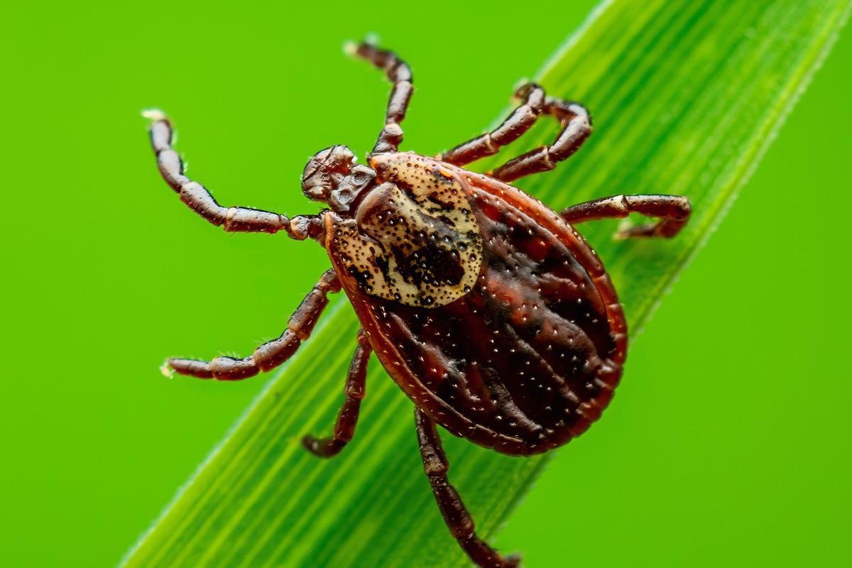 Study: Breast Milk as Route of Tick-Borne Encephalitis Virus Transmission from Mother to Infant. Image Credit: nechaevkon/Shutterstock