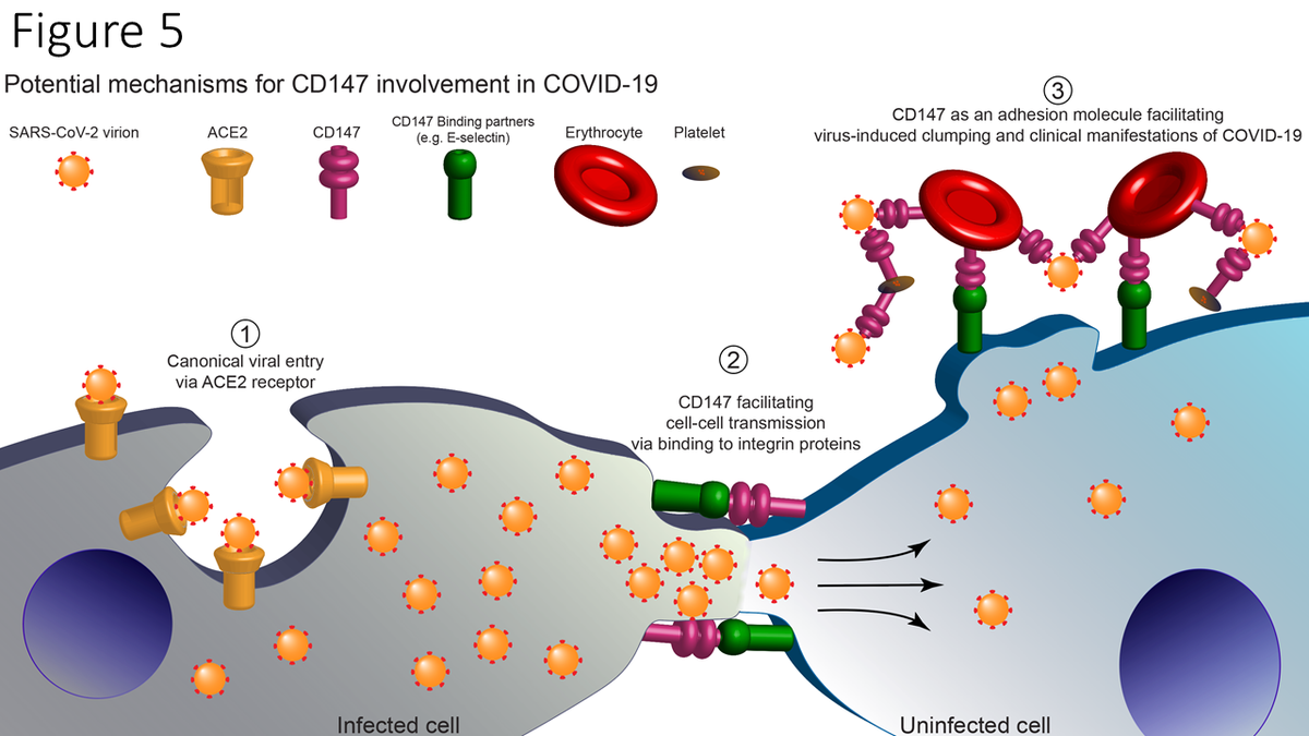 Diagram of proposed working hypothesis of CD147 in SARS-CoV-2 Infection. (1) SARS-CoV-2 virions infect human cells via the canonical pathway where host Angiotensin-converting Enzyme 2 (ACE2) receptors bind to viral spike proteins (red) and facilitate viral entry and infection. (2) CD147 proteins, via binding to surface binding partners (e.g., E-selectin), facilitate cell-cell adhesion, membrane fusion, and intercellular transfer of SARS-CoV-2 virions. (3) Erythrocytes and platelets which strongly express CD147, bind SARS-CoV-2 virions, and increase thrombosis risk and other clinical manifestations of COVID-19.