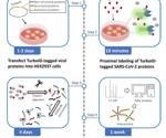Proximity labeling to identify high-confidence SARS-CoV-2 interactors