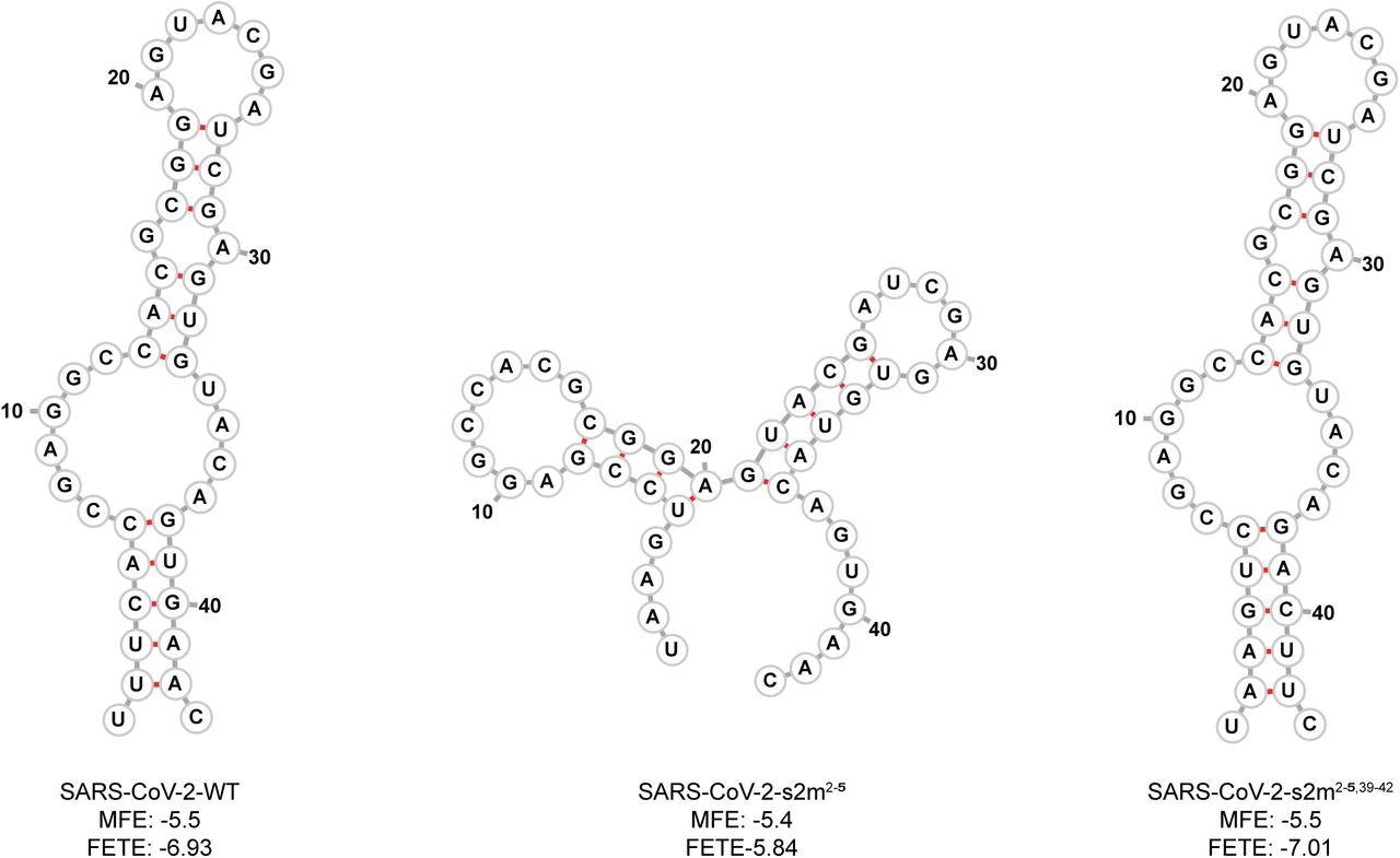 Predicted SARS-CoV-2 WT and mutant s2m secondary structures. Using RNAfold, the predicted minimum free energy secondary structure of the WT and mutant s2m RNA sequences substituted into the SARS-CoV-2 genome are shown. The calculated minimum free energy (MFE) and free energy of the thermodynamic ensemble (FETE) of each sequence are also shown.