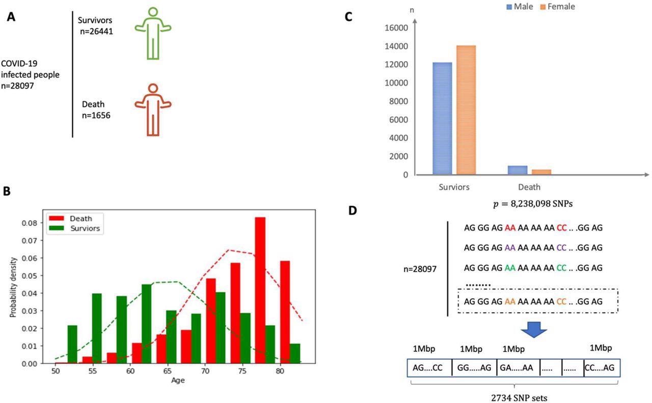 (A) Overview of the participants included and the samples and data collected. (B) Sex distribution in both survivor and death group. (C) Age distribution in both survivor and death group. The mean of age for death group is around 75 years old. (D) The SNP dataset are divided into 2734 non-overlapping local sets according to the physical position and each set consists of SNPs within a segment of physical length 1 Mbp.
