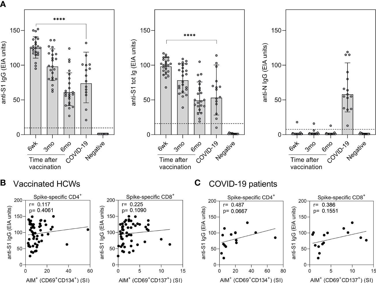 Correlation of humoral immunity to cell-mediated immunity after BNT162b2 vaccination n = 23 and SARS-CoV-2 infection. (A) Anti-SARS-CoV-2 S1-specific IgG, S1 total Ig, and N protein-specific IgG antibody responses were measured from samples collected at 6 weeks, 3 months, and 6 months after vaccination n = 23 or 1 month after PCR confirmed SARS-CoV-2 infection (n=15). Serum antibody levels of vaccinated and infected individuals were compared with negative controls (n=13) that had not received any COVID-19 vaccines or suffered from a previous SARS-CoV-2 infection. Bars represent the geometric mean titers. The cut-off values for a positive test result are shown with dotted line Statistical analysis was performed with Mann Whitney U-test for comparison of 6wk vaccinee samples with COVID-19 patient samples. ****p<0.0001. (B,C) The correlation of anti-SARS-CoV-2 S1 IgG antibody levels with SARS-CoV-2 (wt) spike specific CD4+ and CD8+ T cell responses in (B) vaccinated HCWs (samples collected 6 week, 3 months, and 6 months after vaccination,