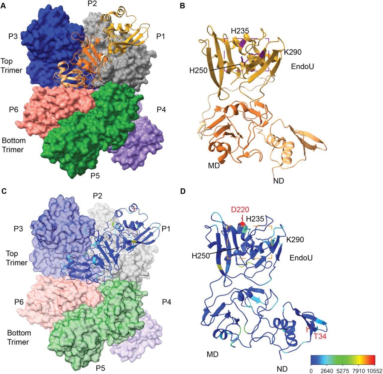 Overview of SARS-CoV-2 Nsp15 protein structure. (A) The Nsp15 hexamer forms from a dimer of back to back trimers. P1 is shown in ribbon diagram, while P2-6 are shown in surface representation (PDB ID: 7N06). (B) Zoom in of an Nsp15 protomer, colored as in Figure 1, by domain (ND, MD, EndoU). The catalytic triad is shown in stick representation, colored purple and labeled. (C-D) The number of mutations at each residue were colored using a rainbow palette (see scale bar at bottom left). (C) One colored protomer is docked into the hexamer. (D) Zoom in of the mutation mapped protomer. In addition to the catalytic triad, the two residues with the highest number of mutations are shown (T34 and D220).