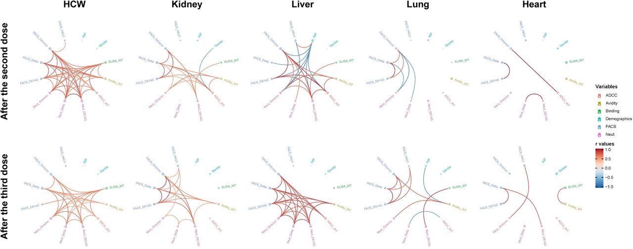 Mesh correlations of humoral response variables in SOTR and HCW after mRNA vaccination. Edge bundling correlation plots where red and blue edges represent positive and negative correlations between connected variables, respectively. Only significant correlations (p < 0.05, Spearman rank test) are displayed. Nodes are color coded based on the grouping of variables according to the legend. Node size corresponds to the degree of relatedness of correlations. Edge bundling plots are shown for correlation analyses using ten different datasets, i.e., HCW and kidney, liver, lung or heart transplant recipients after the second and third doses of mRNA vaccination.