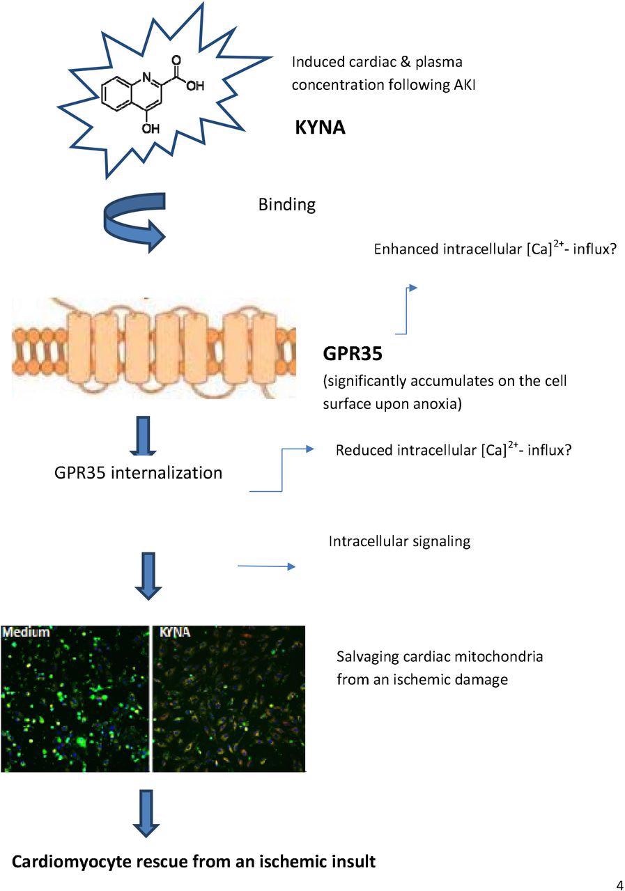 Study: Kynurenic acid, a key L-tryptophan-derived metabolite, protects the heart from an ischemic damage