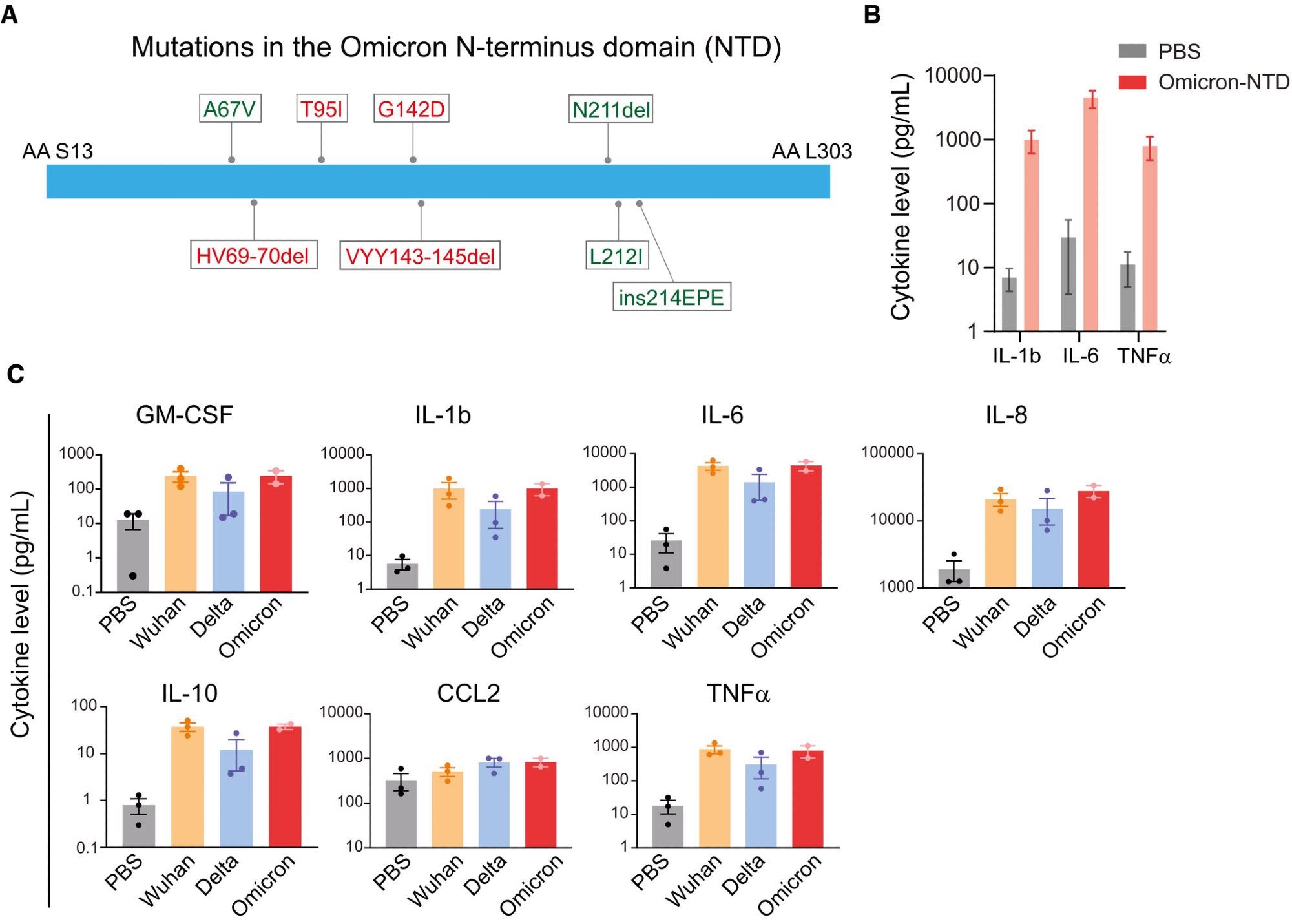 (A) A schematic showing mutation in the Omicron NTD. Unique mutations found in the Omicron variant are shown in green color. (B) Changes in cytokine release in response to the recombinant NTD from Omicron variant. Measurement of cytokine release from healthy donor PBMCs treated with PBS or Omicron NTD at 1 µg/ml for 24 h. Cytokines were measured by Luminex multiplex assay. (C) Comparison of cytokine release from healthy donor PBMCs treated with Wuhan, Delta, or Omicron NTD at 1 µg/ml for 24 h. Cytokine release in the conditioned media was measured by Luminex. Recombinant NTD of different variants were purified from HEK293 cells. Data are shown as the mean of two to three biological replicates. Error bars denote SEM.
