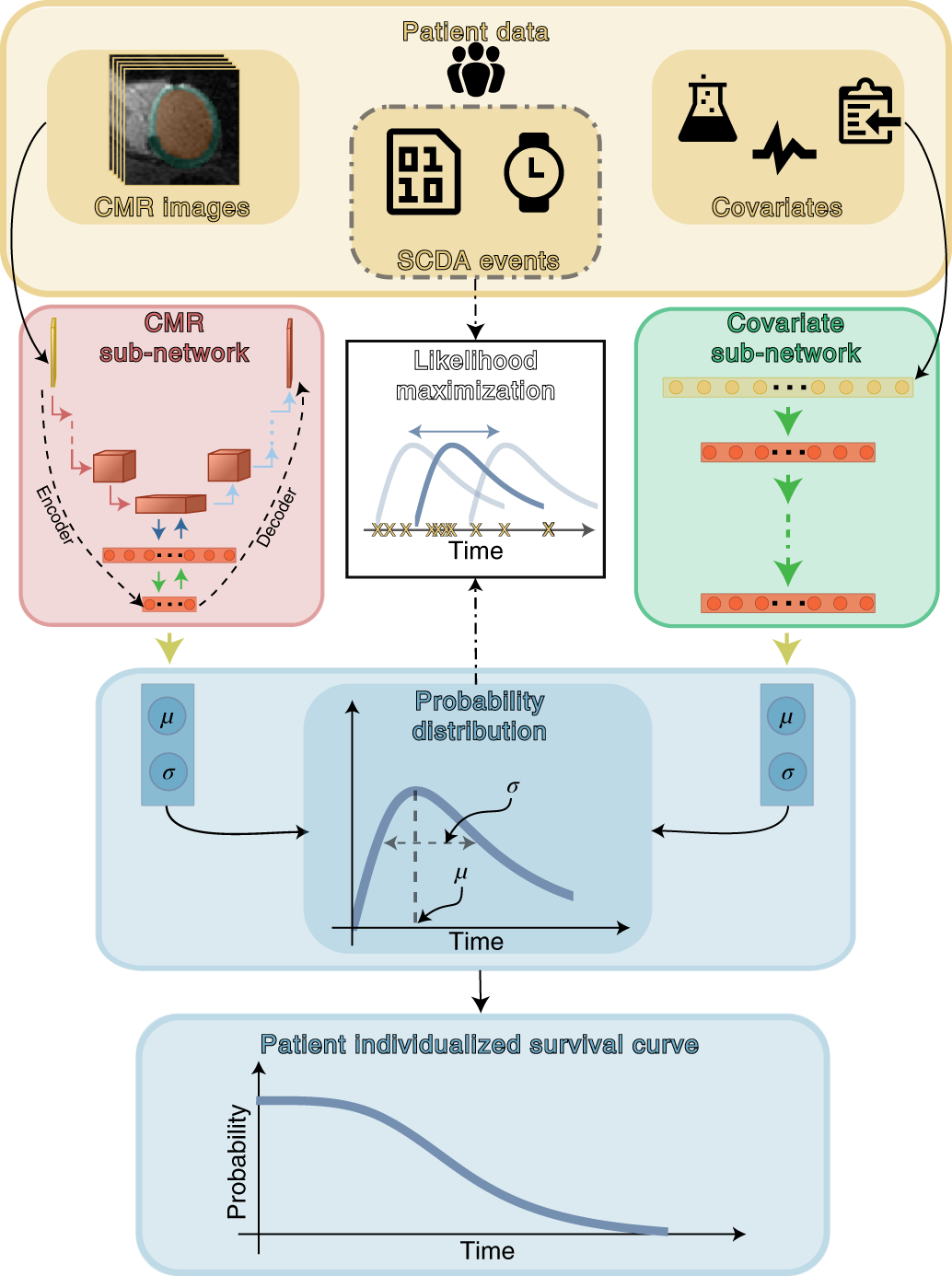 Top panel (yellow) shows patient data used in this study. SSCAR uses contrast-enhanced (LGE)-CMR images with the left ventricle automatically segmented (left inset) and clinical covariates (right inset; see Methods and Table 1 for a complete list) as inputs to the two sub-networks (left and right pathways). Labels associated with each patient (SCDA events, middle inset, dot-dashed contour)—consisting of the observed times to event and indicators whether the events were SCDA or non-SCDA—are used as targets during training only. LGE-CMR data is taken as input by a 3D convolutional neural network constructed using an encoder–decoder architecture (red panel, left). Clinical covariates are fed to a dense neural network (green panel, right). The sub-networks are trained to estimate two parameters (location μ and scale σ) specific to each patient, which fully characterize the probability distribution of the patient-specific time to SCDA (top blue panel; the time to SCDA is modeled as probabilistic, assumed to follow a log-logistic distribution). During training (dot-dashed arrows and white middle panel), the neural network weights are optimized via a maximum likelihood process, in which a probability distribution is sought (blue double-headed arrow in the middle white panel) to best match the observed survival data (yellow ‘x’s in the middle white panel). Finally, the optimized probability function is used on test LGE-CMR images and covariates to predict patient individualized survival curves (blue bottom panel). Image Credit: Nature Cardiovascular Research (Nat Cardiovasc Res) ISSN 2731-0590 (online)