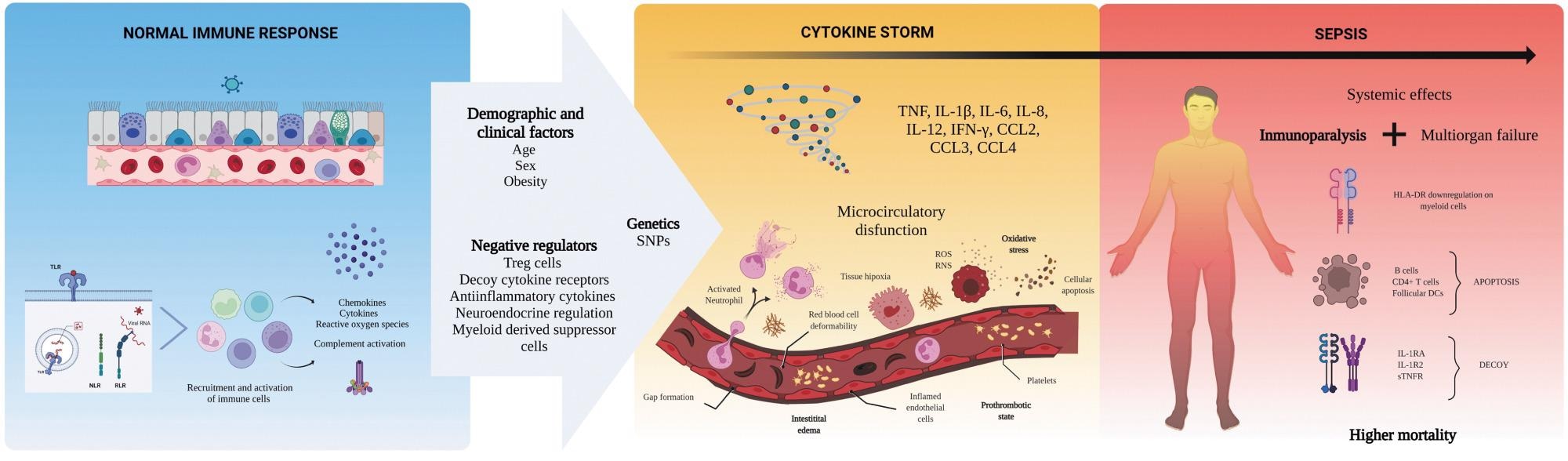 Mechanisms behind the cytokine storm of sepsis. Sepsis is an exaggerated immune reaction elicited by local or systemic infection. Individuals with this condition display elevated levels of cytokines in the circulation (hypercytokinemia), a phenomenon named “cytokine storm.” The mechanisms driving the progression from a normal immune response against a pathogen to sepsis are under investigation. Clinical and demographic features of affected persons, together with genetic factors promoting an excessive immune activation or affecting the regulatory mechanisms of the immune system, might contribute to the pathobiology of sepsis. The exuberant production of cytokines leads to harmful effects on local cells, activation, and increased permeability of the endothelium, and microthrombosis. Hypercytokinemia is also accompanied by many anti-inflammatory mechanisms that arrest immune cell functions (immunoparalysis). Together, these alterations (cytokine storm + immunoparalysis) result in the development of organ failure without clearing the infection. Understanding the pathogenesis of sepsis is crucial to approaching other severe infections such as COVID-19 and pandemic influenza. The art pieces used in this figure were modified from Biorender (https://biorender.com/), licensed under a Creative Commons Attribution 3.0 Unported License. COVID-19, coronavirus disease 2019.