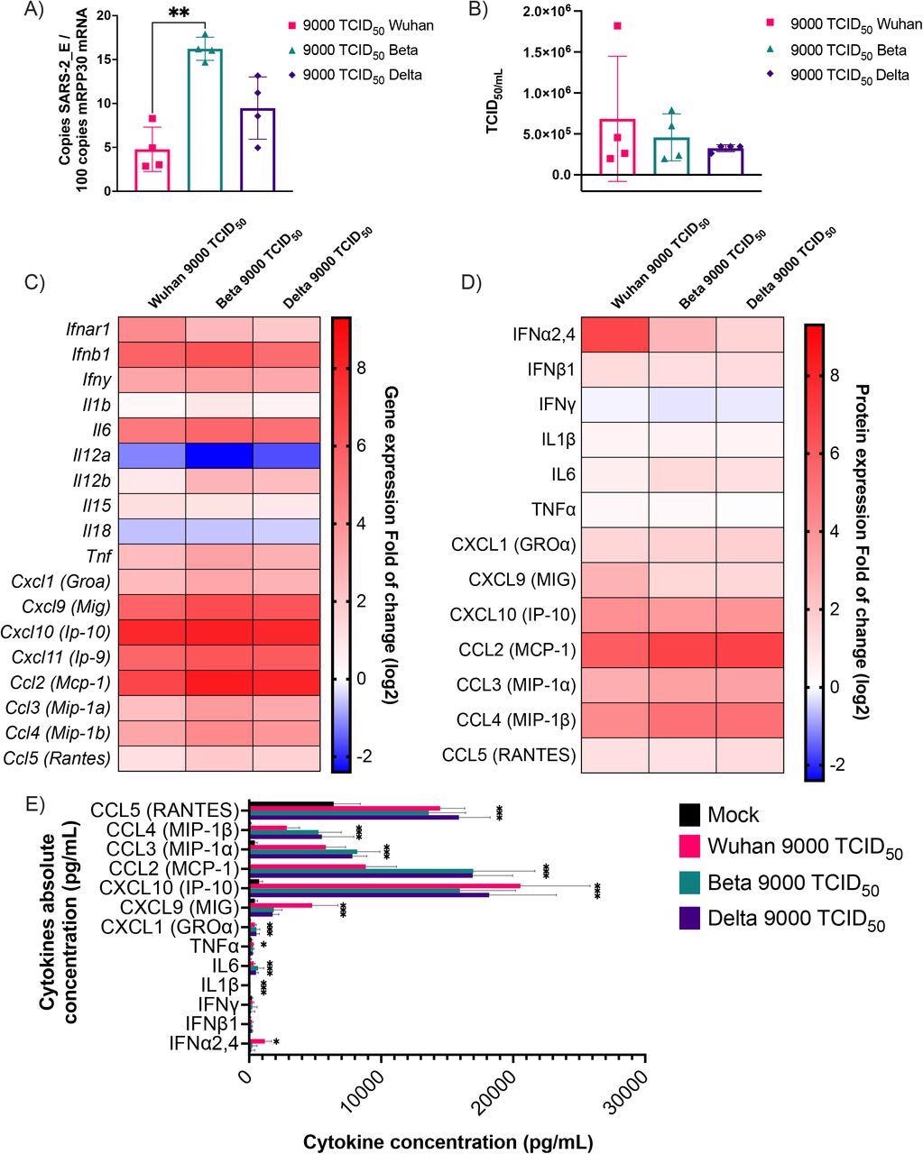 Cytokine mRNA and protein expression profile following infection of K18-ACE2 mice with Wuhan, Beta and Delta strains. Infected or mock mouse lung tissues were collected three days post-infection (n=4/group). A) The number of SARS-CoV-2 E gene copy number was evaluated by ddPCR using lung RNA and expressed as copie number per 100 copies of Rpp30 mRNA. (B) Infectious viral titers were determined in lung homogenates and expressed in TCID50/mL. (C-D) Gene expression was evaluated by RT-qPCR and cytokine concentration in lung homogenates determined using a 13-plex Luminex panel. Cytokine gene expression and concentration levels are presented as heatmaps with results expressed as fold (log2) relative to mock-infected mice. Statistical analyses were done by comparing 2(- ΔCt) values for each gene in the control group and infected groups with a nonparametric T-test and only data with a p value less than 0,05 are show. (E) Absolute cytokine concentrations in lung homogenates. Results are expressed as mean +/-SD (n=4 mice/group). For protein quantification, statistical analyses were done by comparing the normalized concentration for each cytokine in the control group and infected groups with a nonparametric T-test. *P<0,05, **P<0,01, ***P<0,001, ****P<0,0001.
