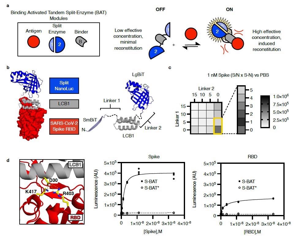 Design of a binding activated tandem split enzyme (BAT) biosensor for the SARS-CoV-2 Spike protein. a) BATs consist of a binding module (B, grey) for antigen (red) and a split enzyme (1 & 2, Blue). The split enzyme is fused in tandem to the N and C terminus of the binding module. A low effective concentration of 1 and 2 in the “OFF” state limit background activity. Binding-induced steric clashes between the antigen and the tethered split enzyme components increase the effective concentration of 1 and 2, driving reconstitution in the “ON” state. b) A model of an activated BAT (left) composed of SmBiT (light blue, cartoon), the mini protein LCB1 (grey, cartoon), and LgBiT (blue, cartoon) bound to the receptor-binding domain (RBD, red, surface) of SARS-CoV-2 spike protein. The lengths of Linker1 and Linker 2 (left, black, dashed) are likely to control the effective concentration of SmBiT and LgBiT in the absence of the binder. c) A heat map of BAT performance as a function of linker length. Performance (Signal to Noise (S/N) multiplied by the magnitude of signal change (S-N)) for each linker composition is plotted based on detection of 1 nM recombinant Spike in phosphate-buffered saline (PBS). The best linker combination was a single amino acid (Gly) for Linker 1 and 0 length linker for Linker 2. This molecule is named S-BAT. d) Asp 30 in LCB1 (grey, cartoon) makes critical contacts with Arg 403 and Lys 417 in the RBD of SARS-CoV-2 spike protein (red, cartoon). Mutation of Asp 30 to Ala yields S-BAT* which is not activated by recombinant Spike (middle panel) or RBD (right panel). Luminescence is plotted in arbitrary units (AU) versus antigen concentration (molar, M) for individual replicate samples (n=3) in a representative experiment.