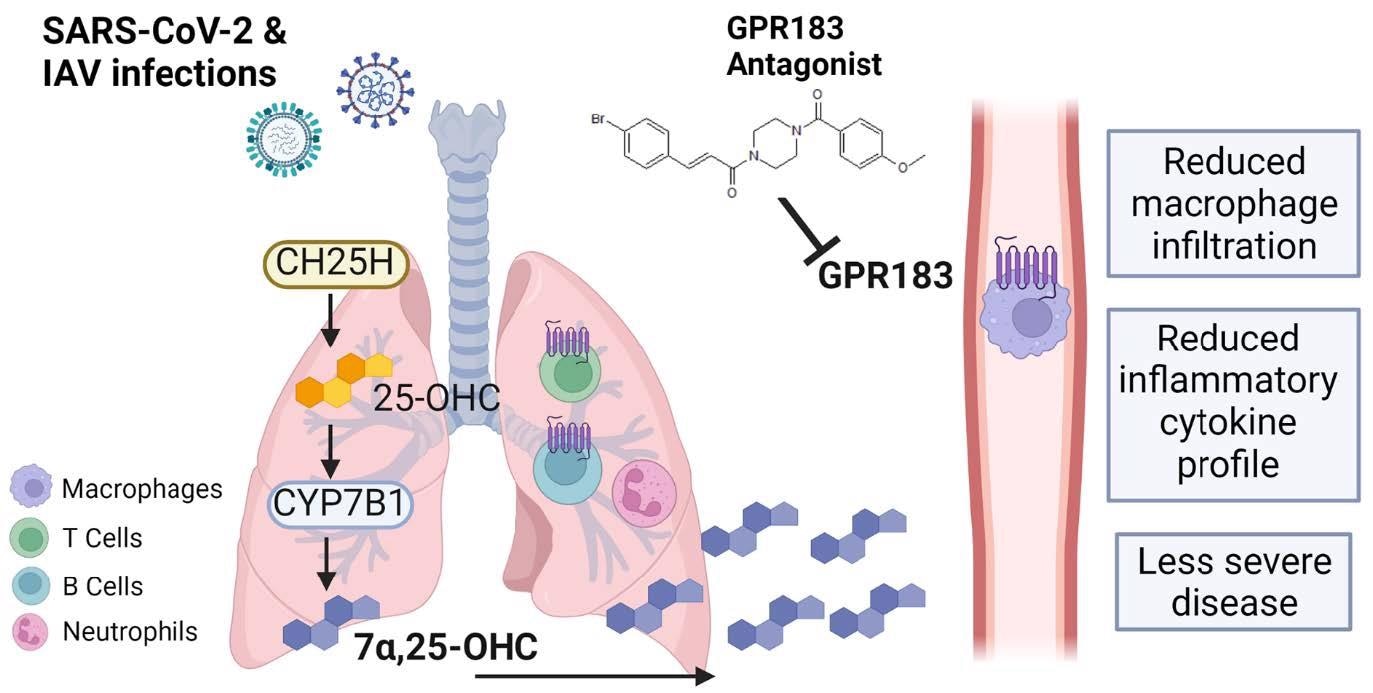 Schematic figure of the role of GPR183 in the immune response to SARS789 CoV-2 and IAV infections. SARS-CoV-2 and IAV infections lead to the upregulation of CH25H and CYP7B1 which results in the production of 7a,25-OHC. This oxysterol chemotactically attracts GPR183-expressing macrophages to the lungs where they produce pro-inflammatory cytokines. Pharmacological inhibition of GPR183 attenuates the infiltration of GPR183-expressing macrophages, leading to reduced production of inflammatory cytokines without negatively affecting antiviral responses.
