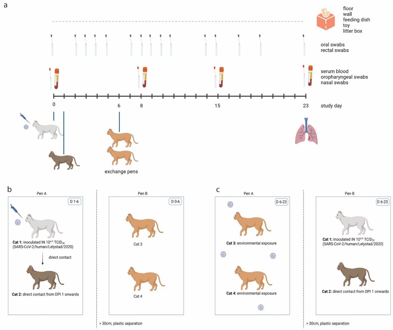 Experimental design of one out of four replicate groups. (a) Schematic timeline. One cat was inoculated intranasally on D0, and brought in contact with a naïve cat on D1 in pen A. On D6, these two cats were exchanged with two other naïve cats. Blood samples, oropharyngeal swabs and nasal swabs were collected under general anaesthesia on D0, D8, D15 and upon euthanasia. Oral and rectal swabs were collected more frequently without anaesthesia. Environmental samples were collected daily, and all cats were euthanized on D23 except of one cat who died before the end of the study by a cause not related to SARS-CoV-2. (b) Until D6, cat 1 (inoculated donor cat) and cat 2 (direct contact recipient cat) were housed in pen A and contaminated the environment. Cat 3 and cat 4 were housed in pen B, which was separated from pen A by a plastic separator and space. (c) From D6 onwards, cats 3 and 4 were housed in contaminated pen A. Cats 1 and 2 were housed in pen B.